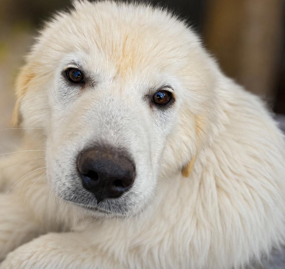Sweet Cream, a ADOPTABLE Great Pyrenees in Kiowa, OK image 1/6