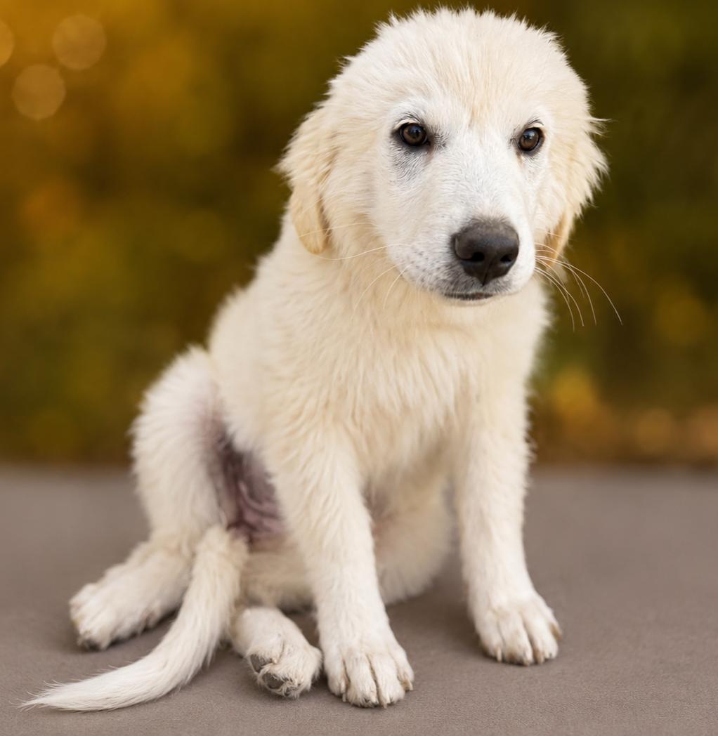 Sweet Cream, a ADOPTABLE Great Pyrenees in Kiowa, OK image 2/6