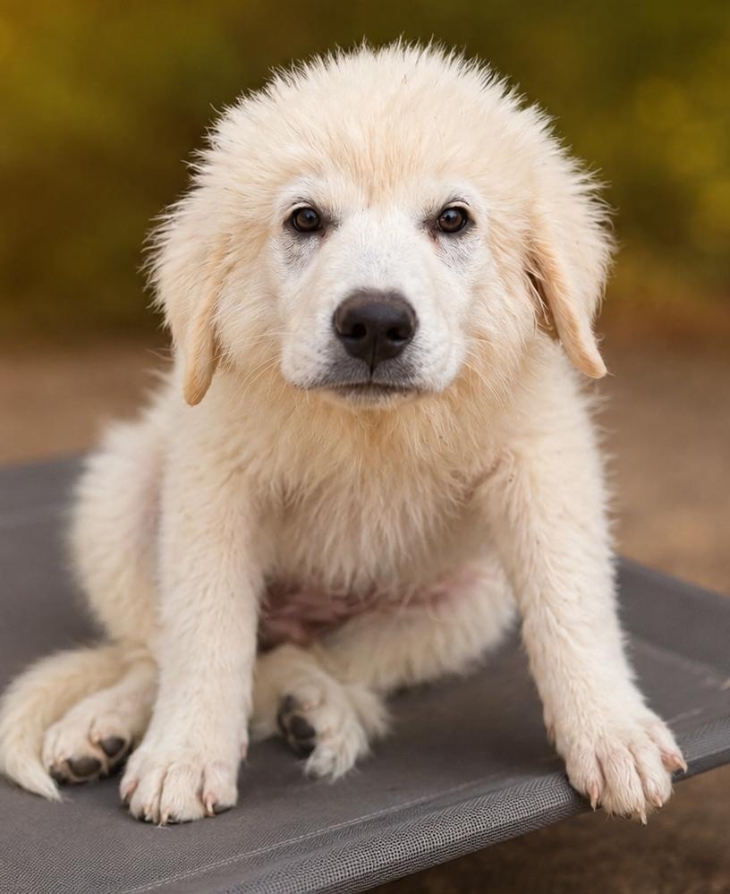 Sweet Cream, a ADOPTABLE Great Pyrenees in Kiowa, OK image 4/6