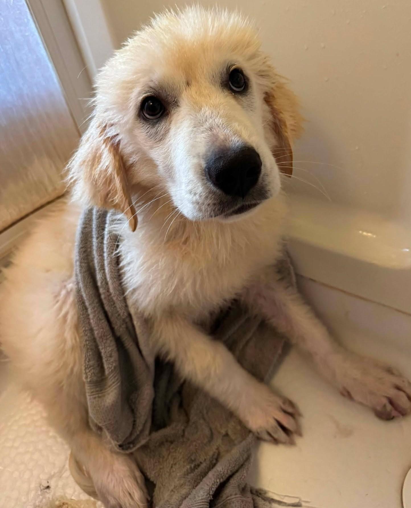 Sweet Cream, a ADOPTABLE Great Pyrenees in Kiowa, OK image 5/6