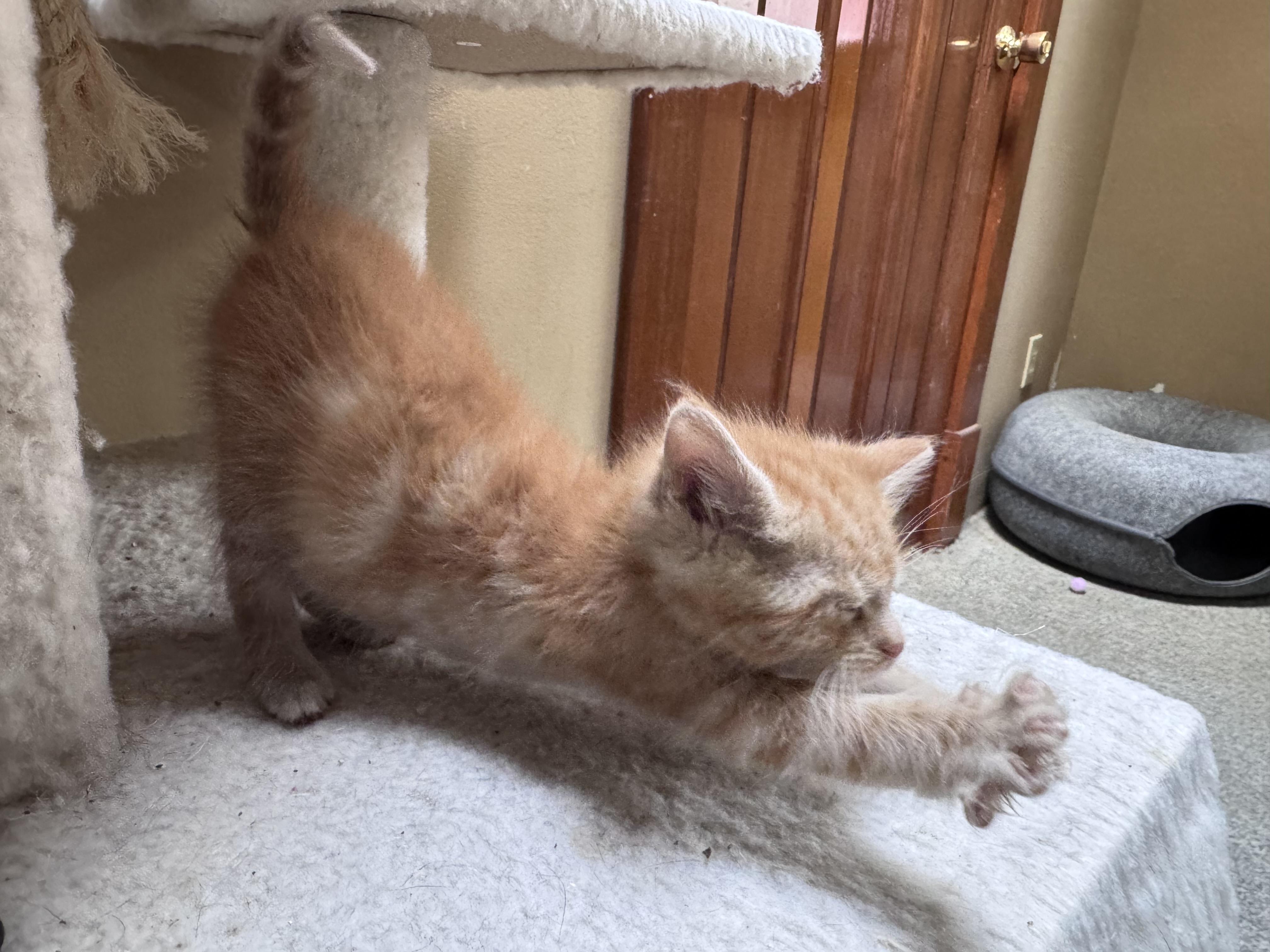 Enlarge Nacho, an adopted mixed breed in Crystal Lake, IL image 2/2