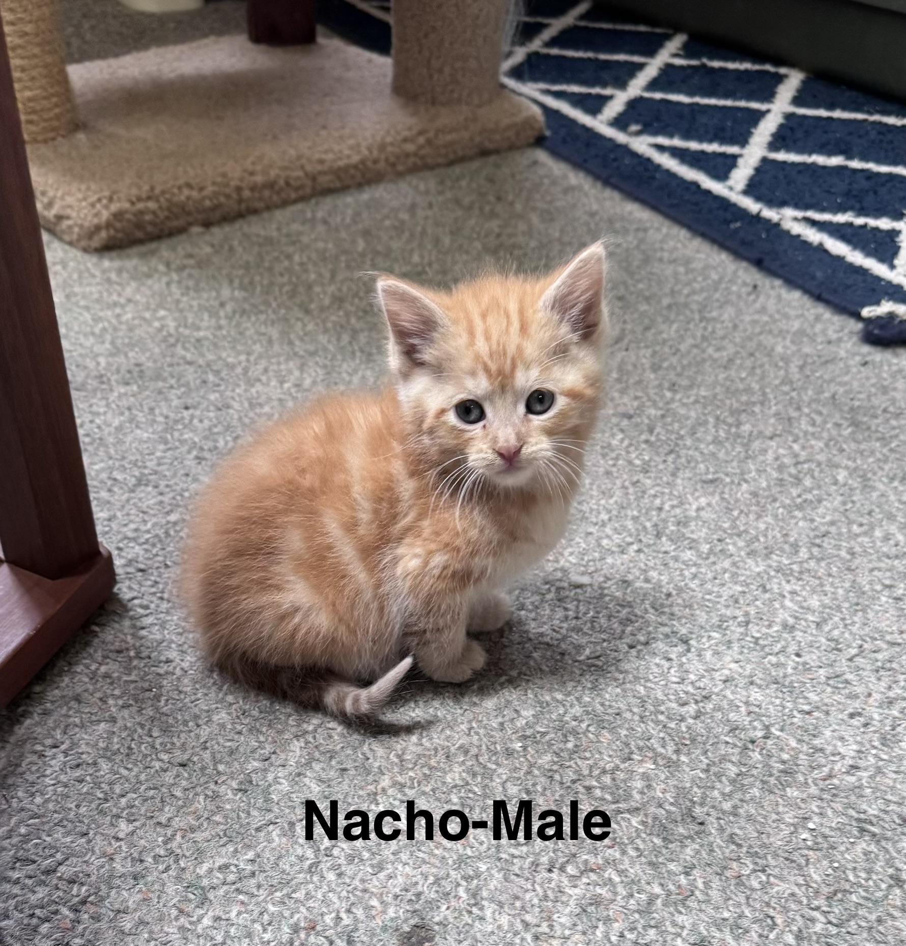 Nacho, adopted, Kitten Male Domestic Long Hair & Siamese.