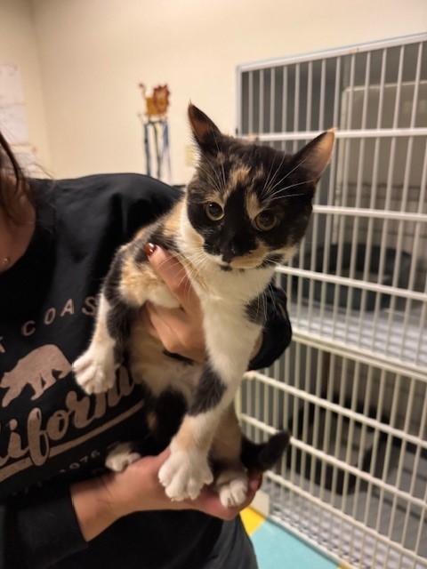 Enlarge Margo, an adoptable Calico in Eagle, CO image 3/6