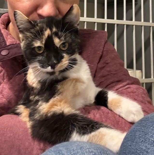 Enlarge Margo, an adoptable Calico in Eagle, CO image 2/6