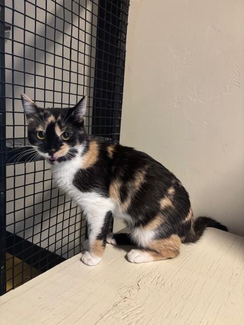Enlarge Margo, an adoptable Calico in Eagle, CO image 5/6