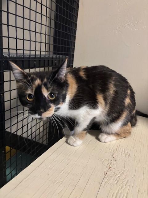 Enlarge Margo, an adoptable Calico in Eagle, CO image 6/6