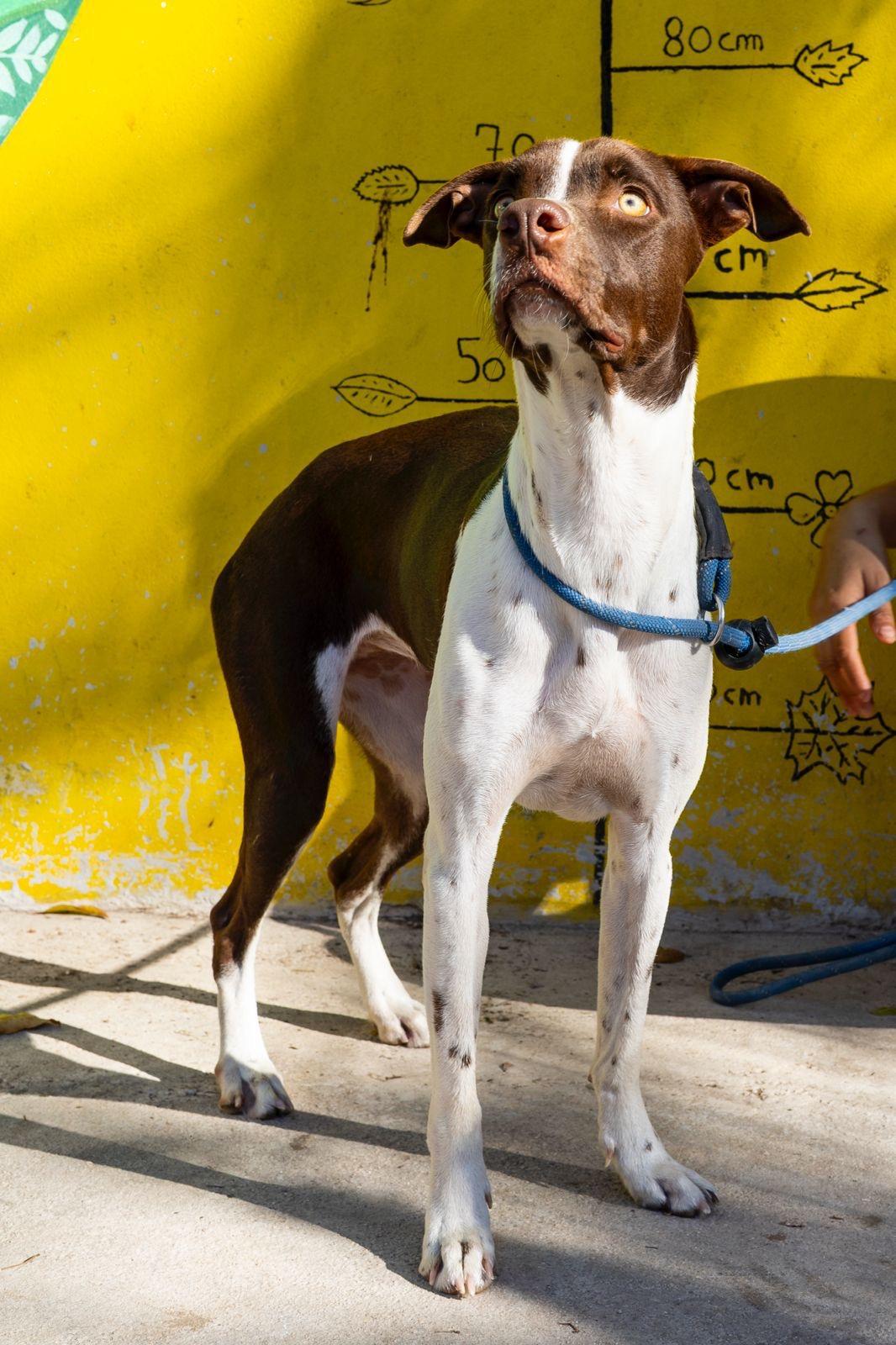 Isabella, a ADOPTABLE mixed breed in New York, NY image 5/6