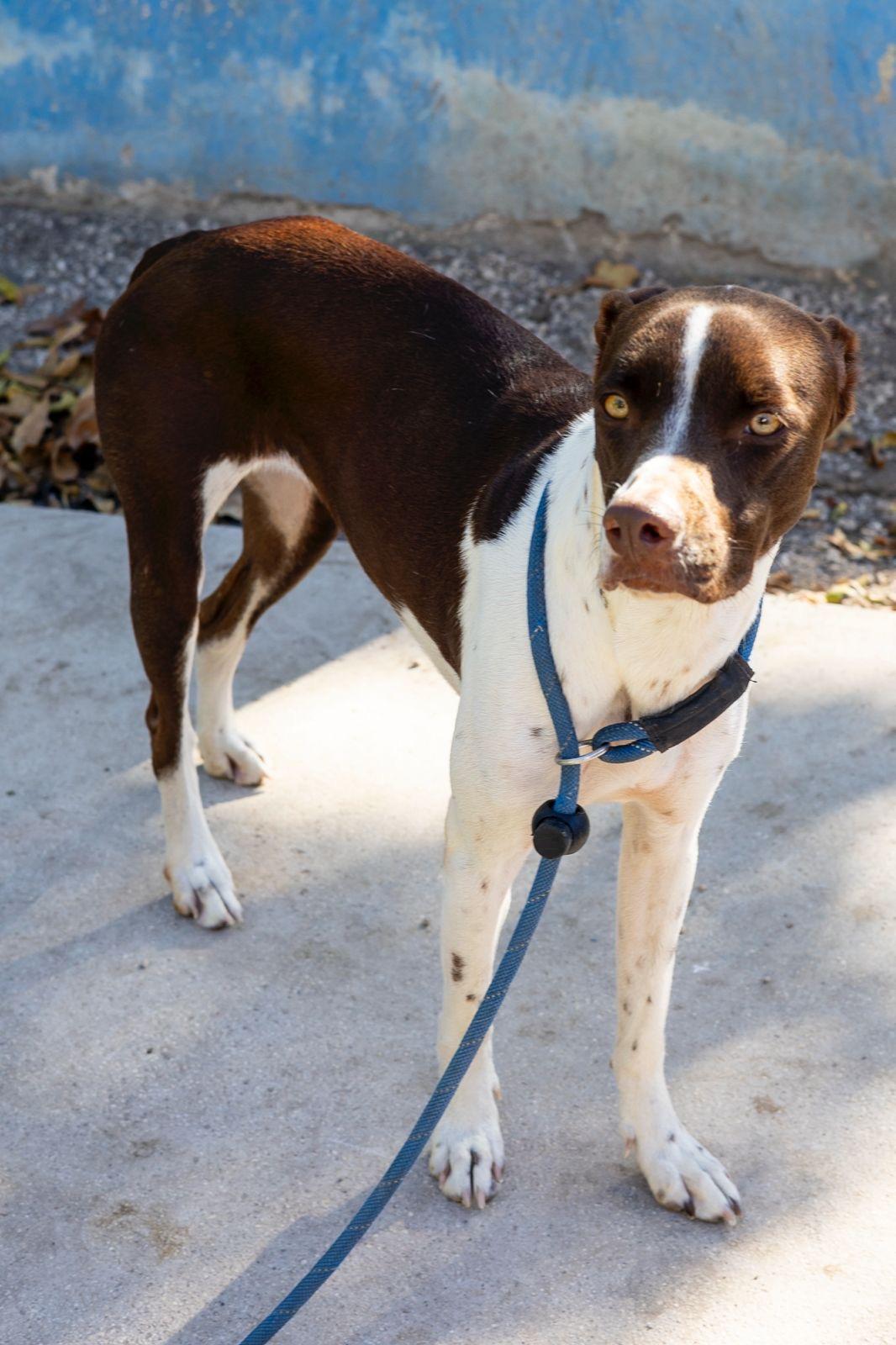 Isabella, a ADOPTABLE mixed breed in New York, NY image 4/6