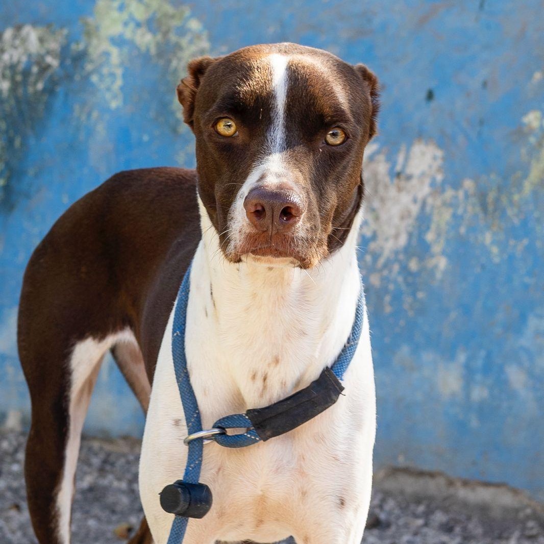 Isabella, ADOPTABLE, Adult Female Whippet & Boxer.