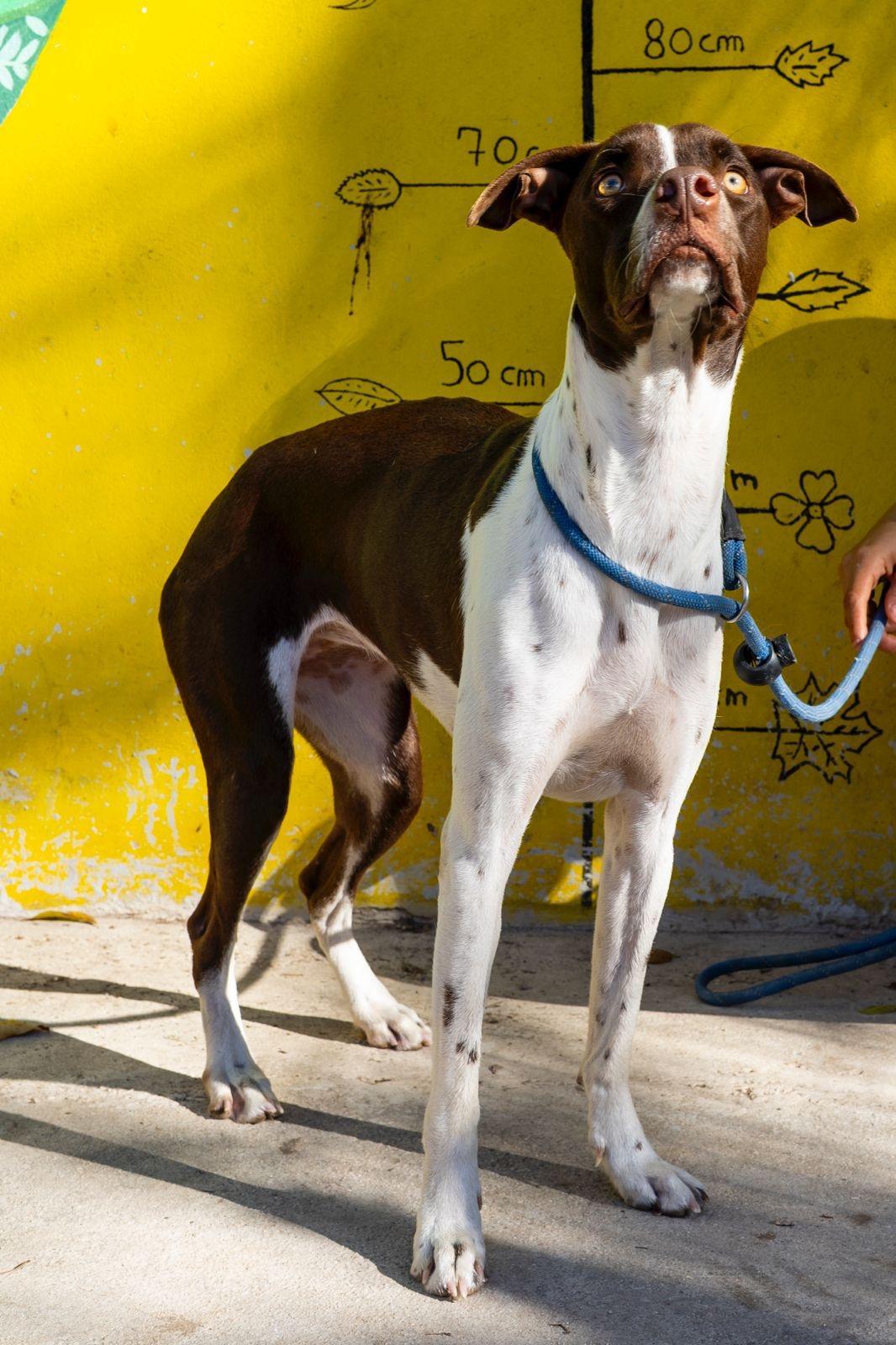 Isabella, a ADOPTABLE mixed breed in New York, NY image 6/6