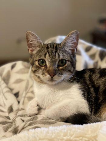 Jeffy (Parker), ADOPTABLE, Young Female Domestic Short Hair.