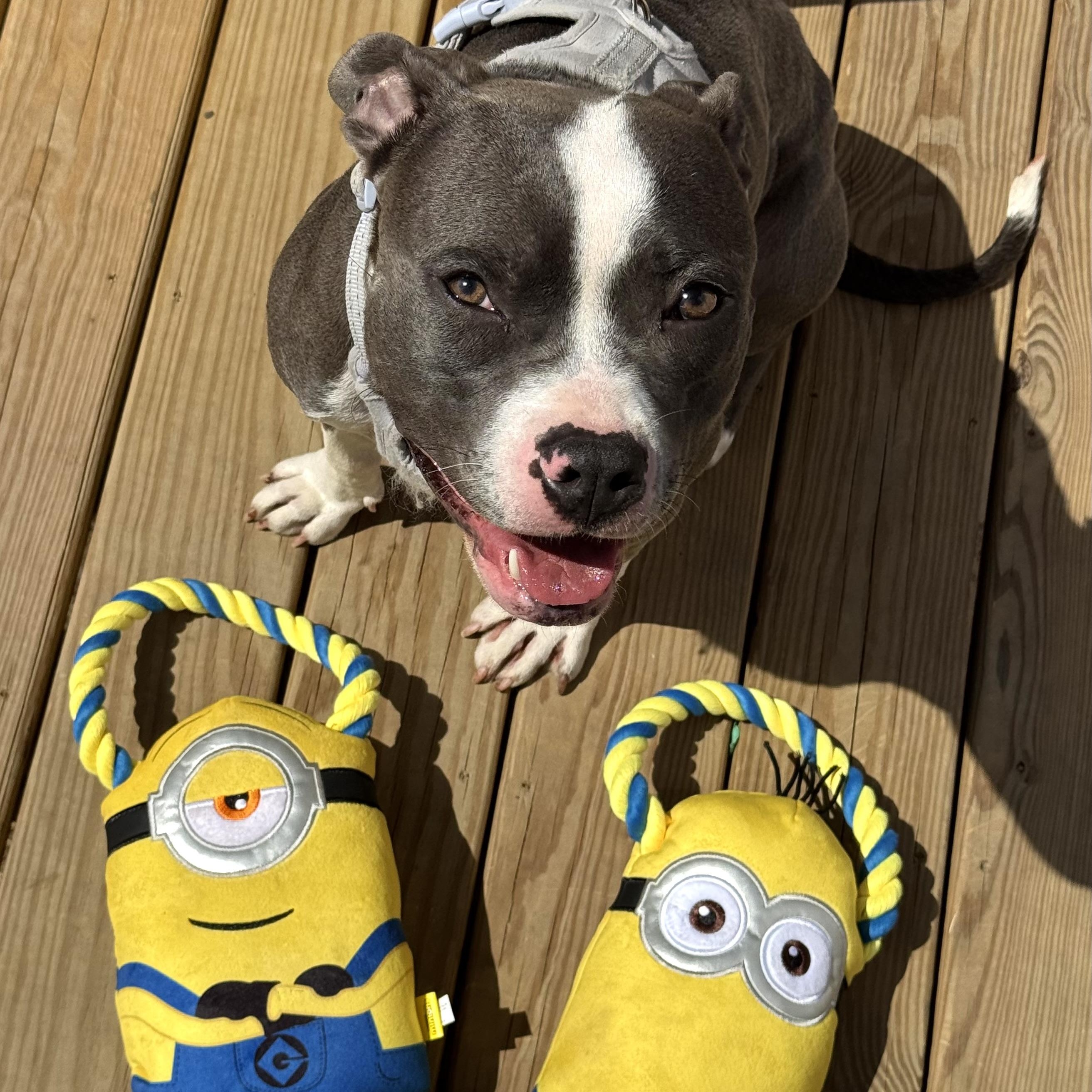 Minion Mary