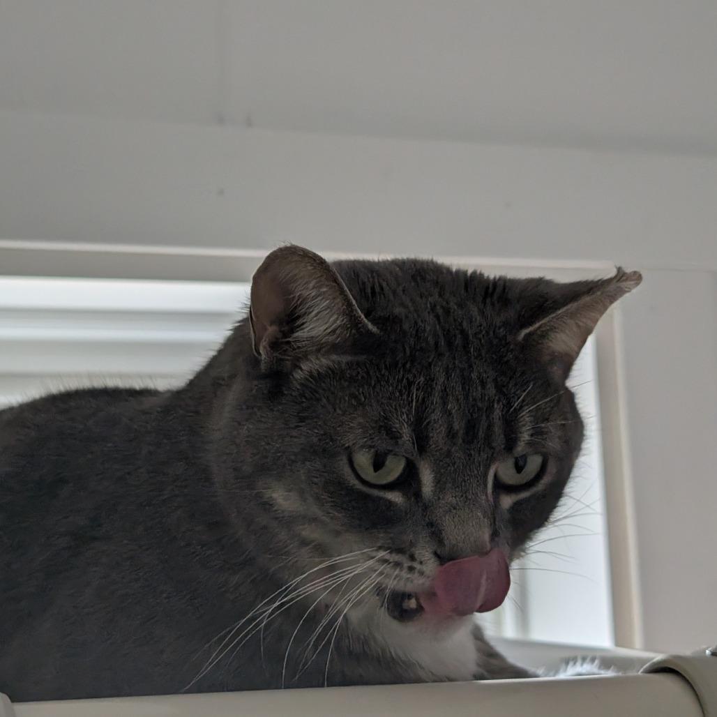 Link, a Adoptable Domestic Short Hair in Blair, WI image 1/5