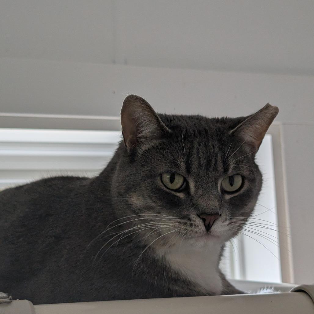 Link, a Adoptable Domestic Short Hair in Blair, WI image 2/5