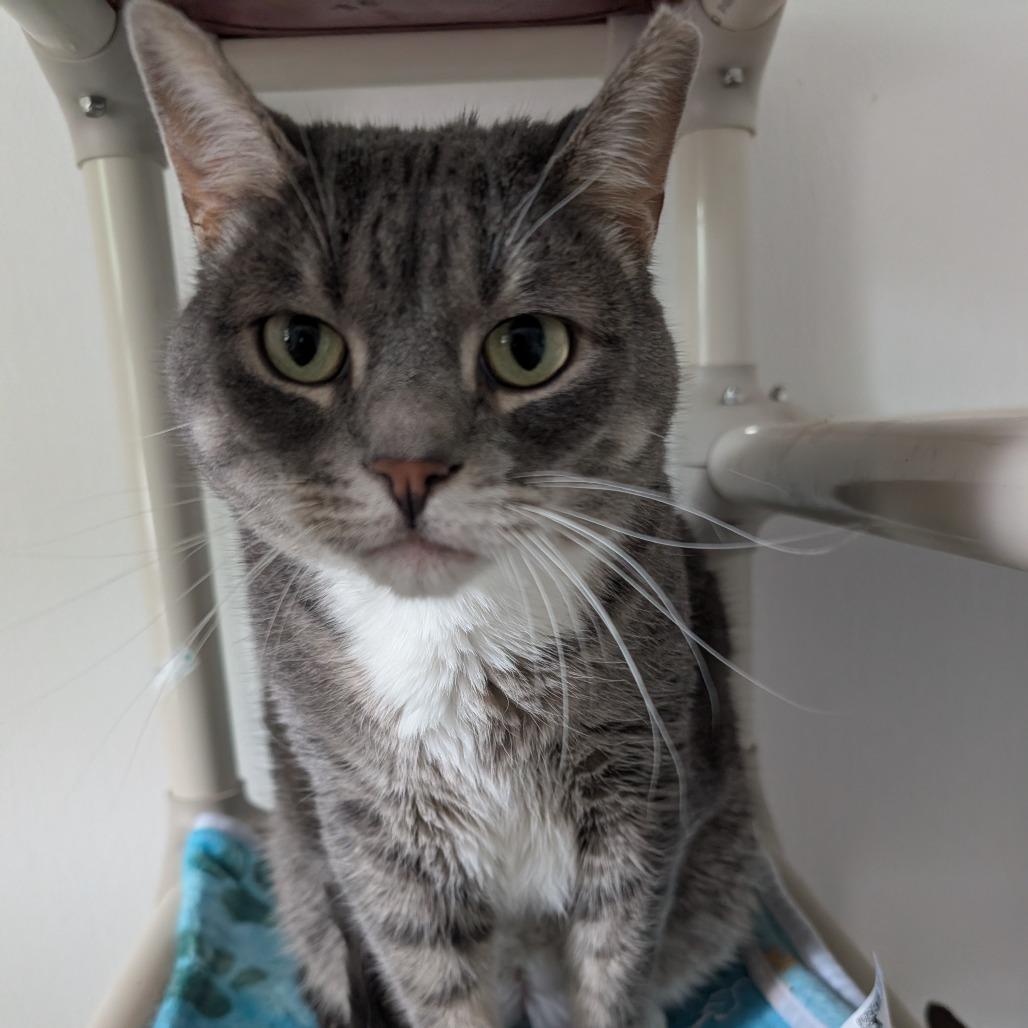 Enlarge Link, a Adoptable Domestic Short Hair in Blair, WI image 3/6