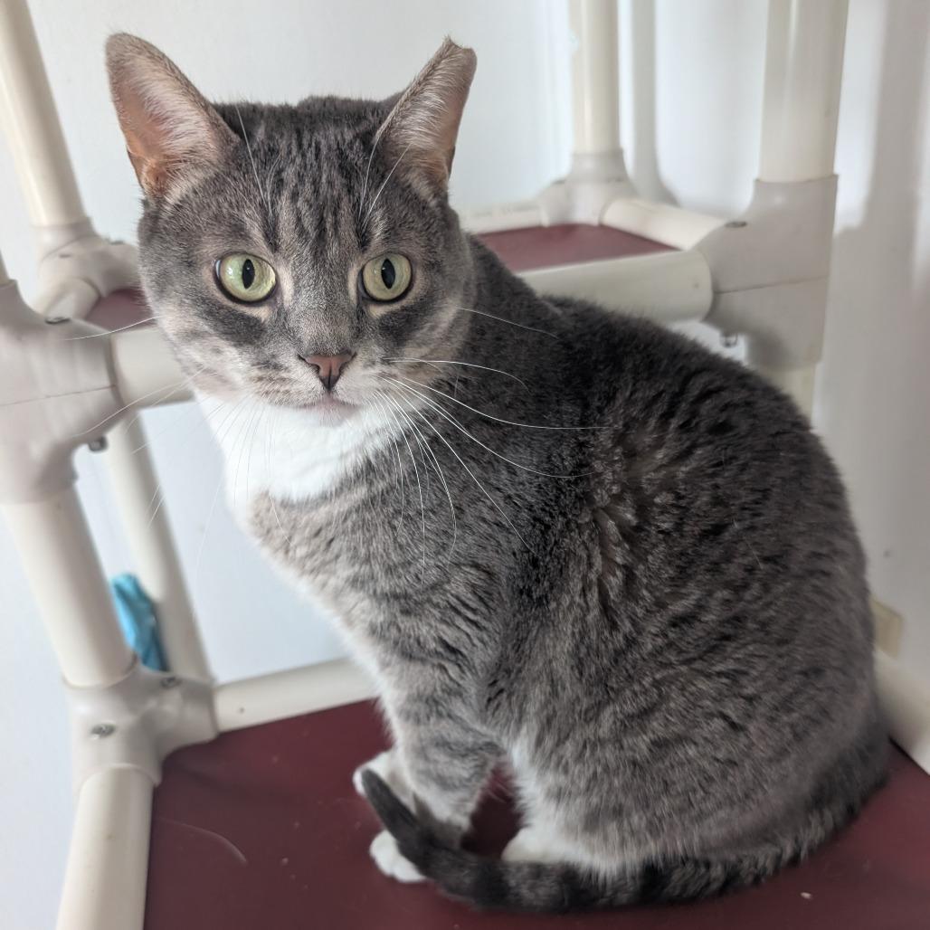 Link, a Adoptable Domestic Short Hair in Blair, WI image 3/6