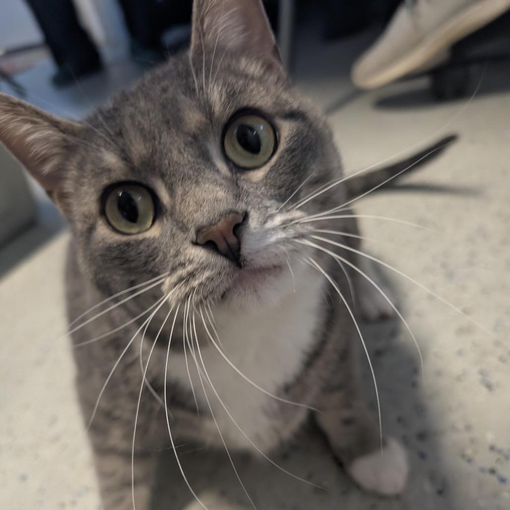 Link, a Adoptable Domestic Short Hair in Blair, WI image 4/5