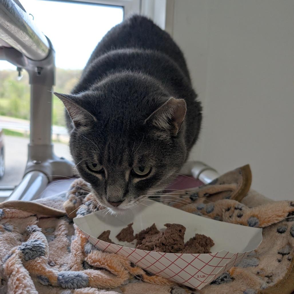 Link, a Adoptable Domestic Short Hair in Blair, WI image 5/5