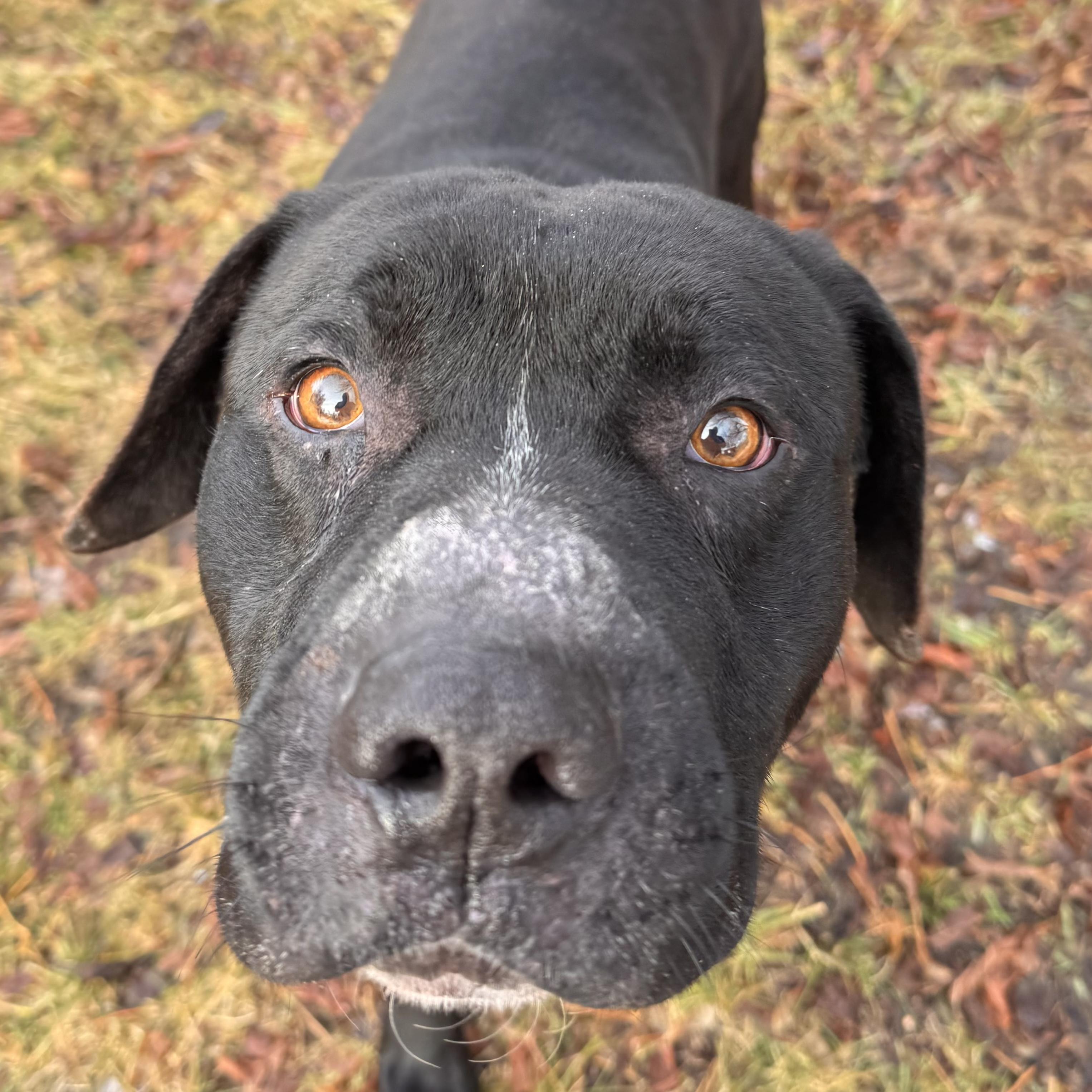 Zeusie , ADOPTABLE, Senior Male Black Labrador Retriever & English Pointer.