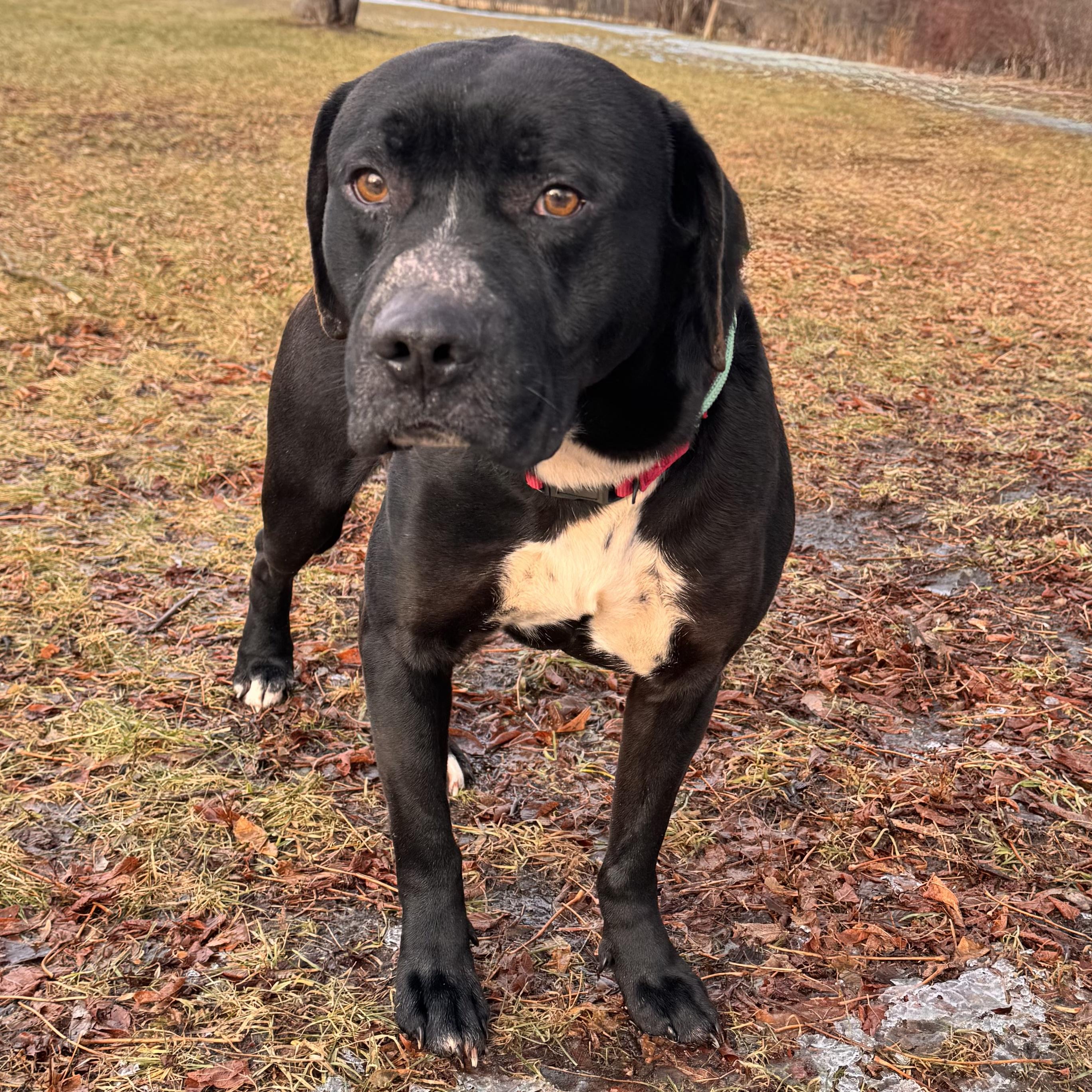 Enlarge Zeusie , a ADOPTABLE mixed breed in Midland, MI image 4/5