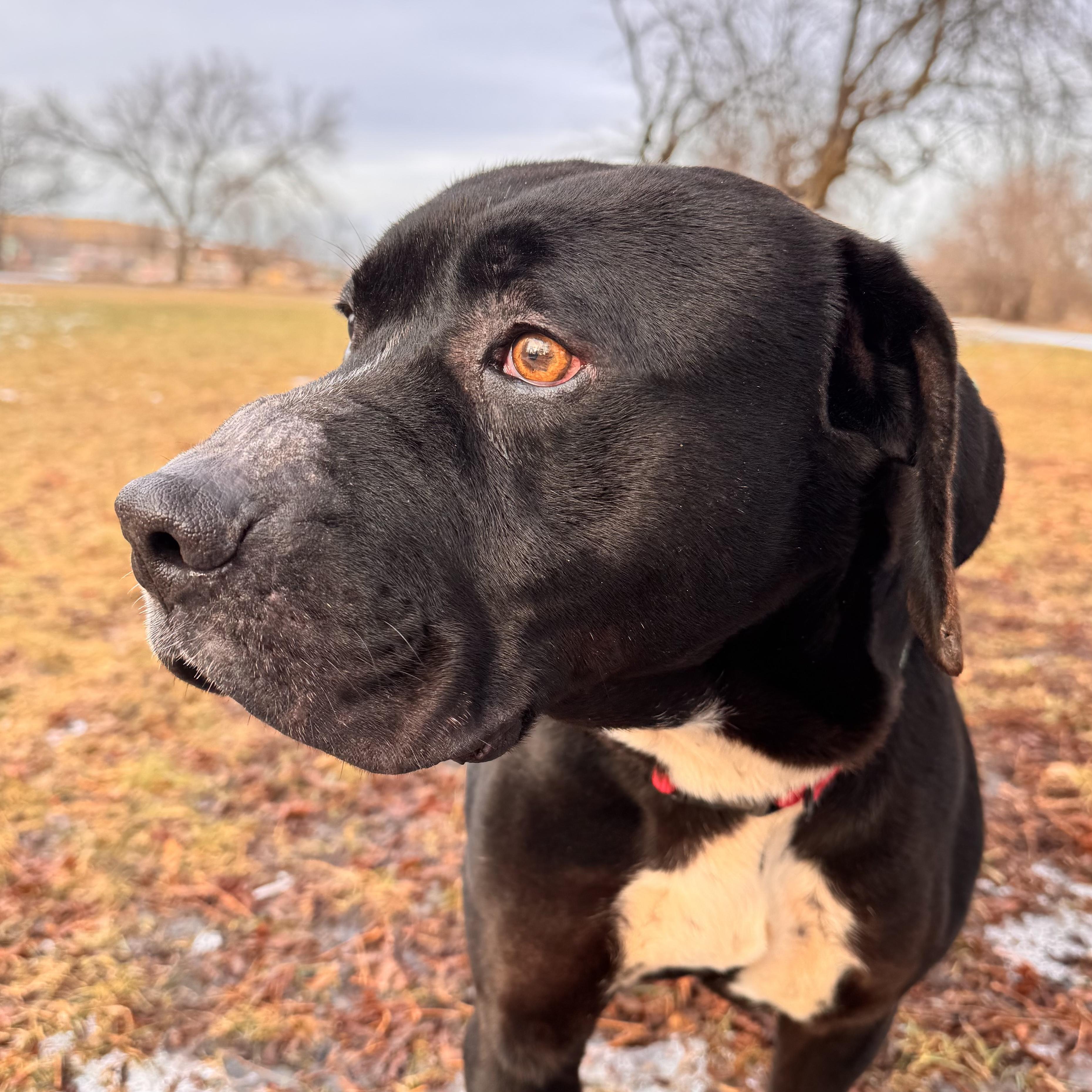 Enlarge Zeusie , a ADOPTABLE mixed breed in Midland, MI image 3/5