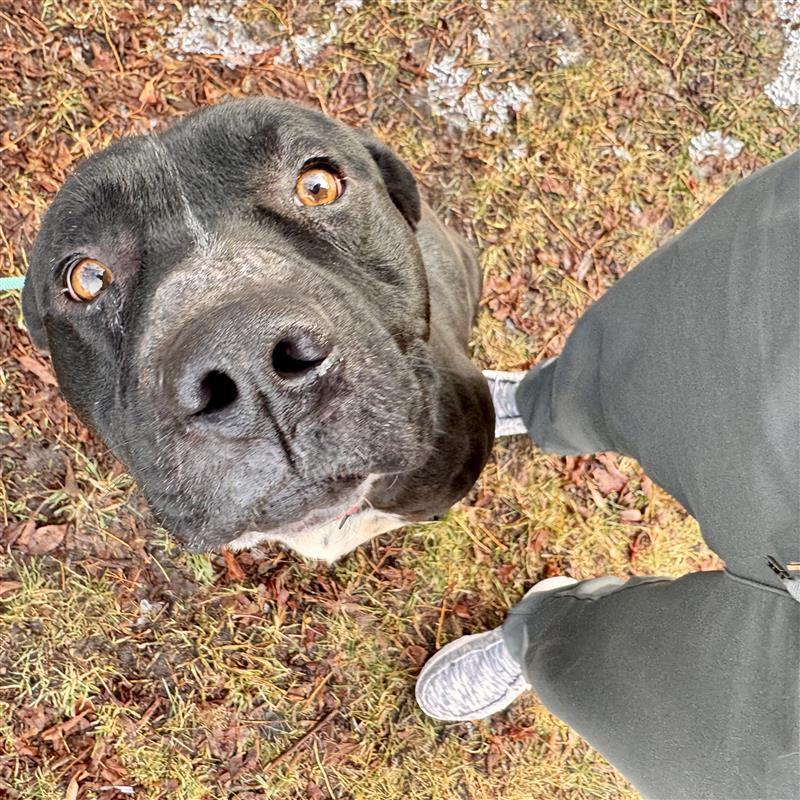 Enlarge Zeusie , a ADOPTABLE mixed breed in Midland, MI image 5/5