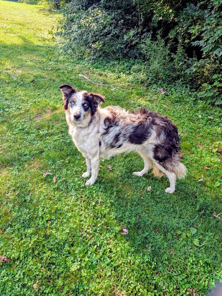 Enlarge Sparky, a ADOPTABLE Australian Shepherd in Maysville, KY image 1/1