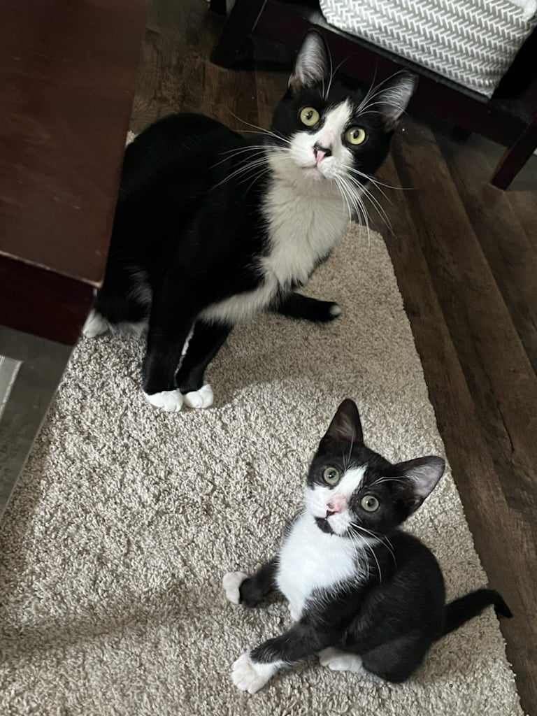 PIPER (female), a Adoptable Domestic Medium Hair in Grand Prairie, TX image 4/4