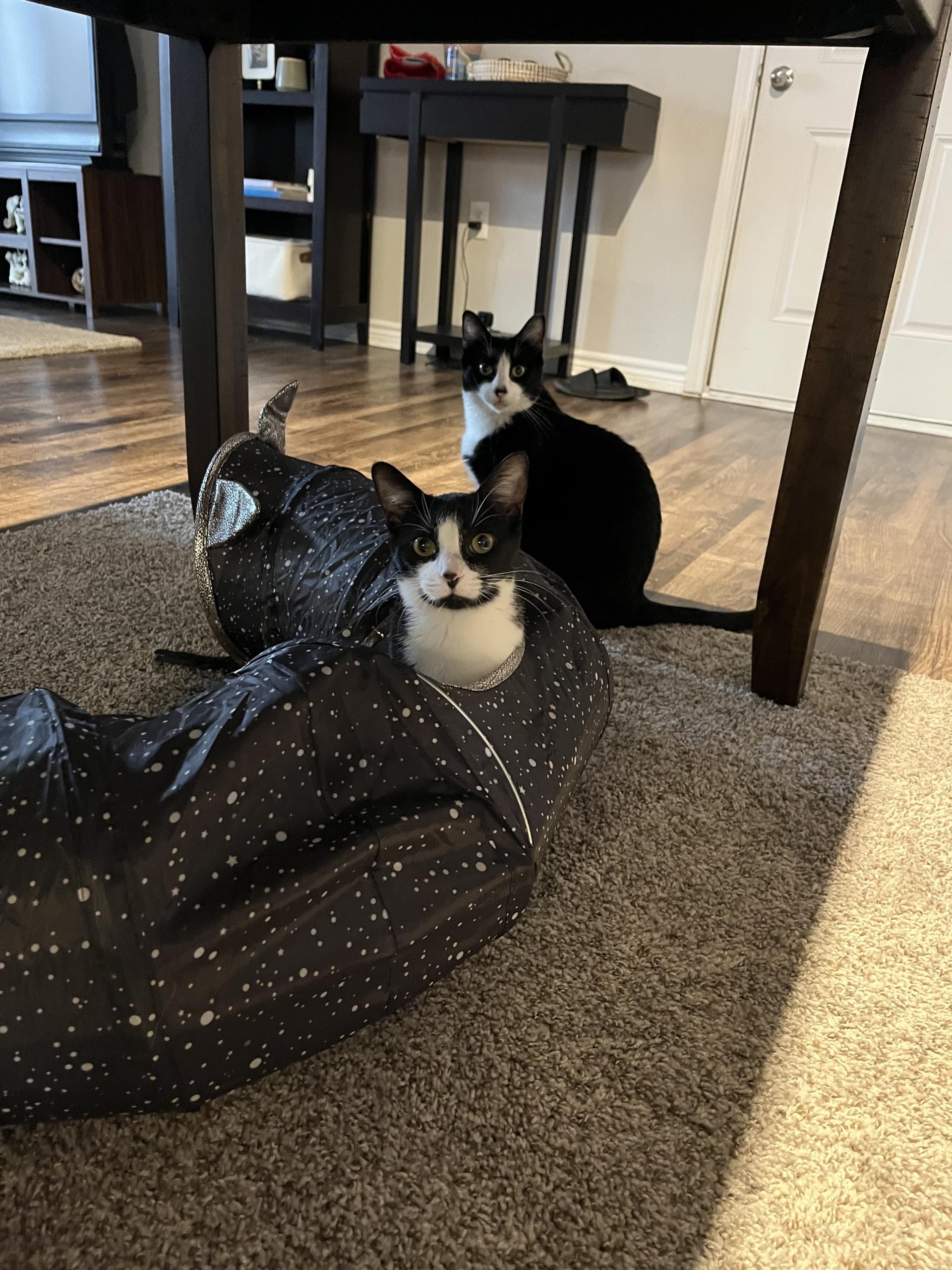 PIPER (female), a Adoptable Domestic Medium Hair in Grand Prairie, TX image 2/4