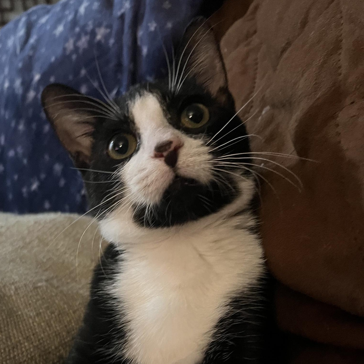 PIPER (female), a Adoptable Domestic Medium Hair in Grand Prairie, TX image 1/4