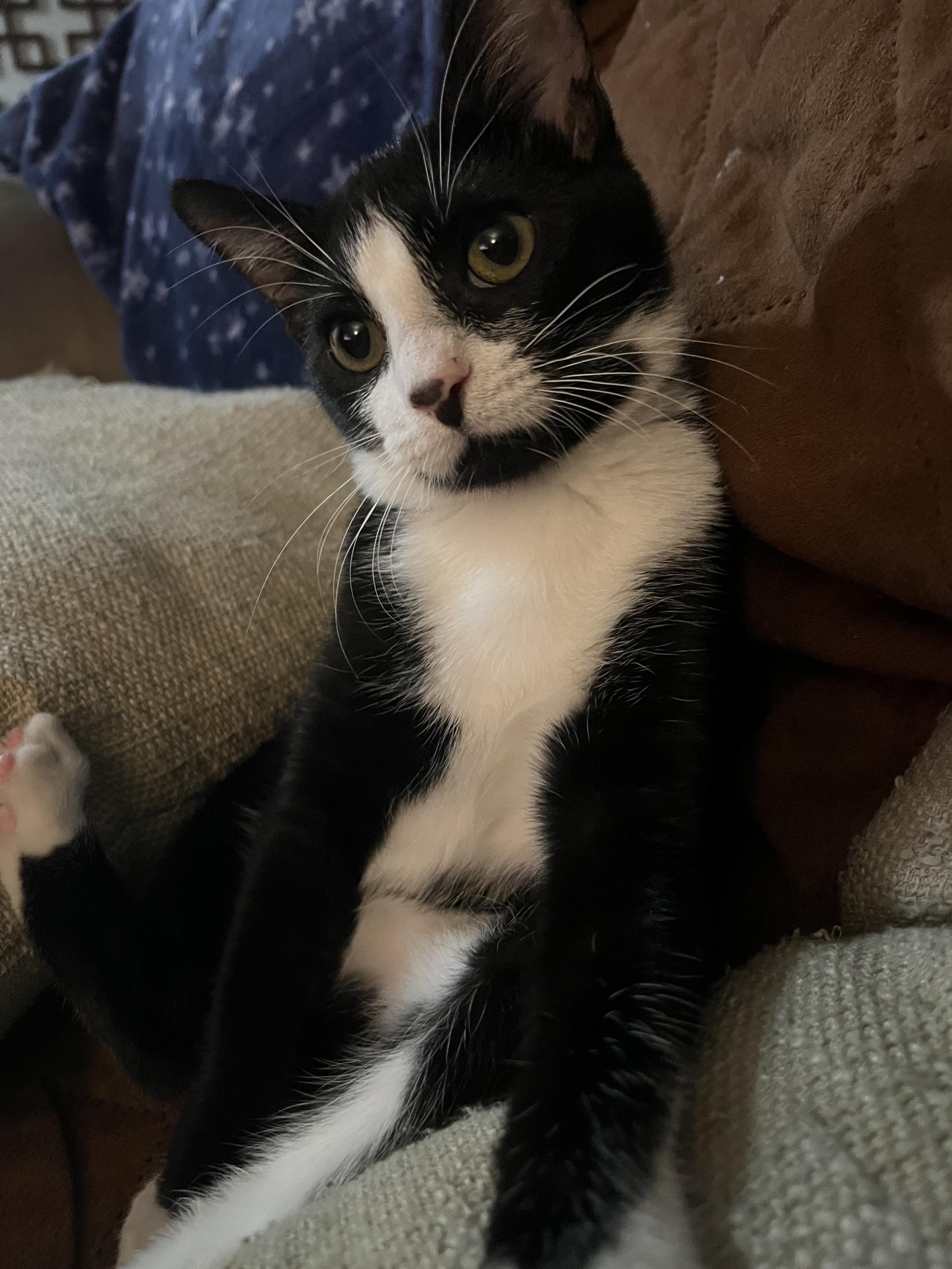 PIPER (female), a Adoptable Domestic Medium Hair in Grand Prairie, TX image 3/4