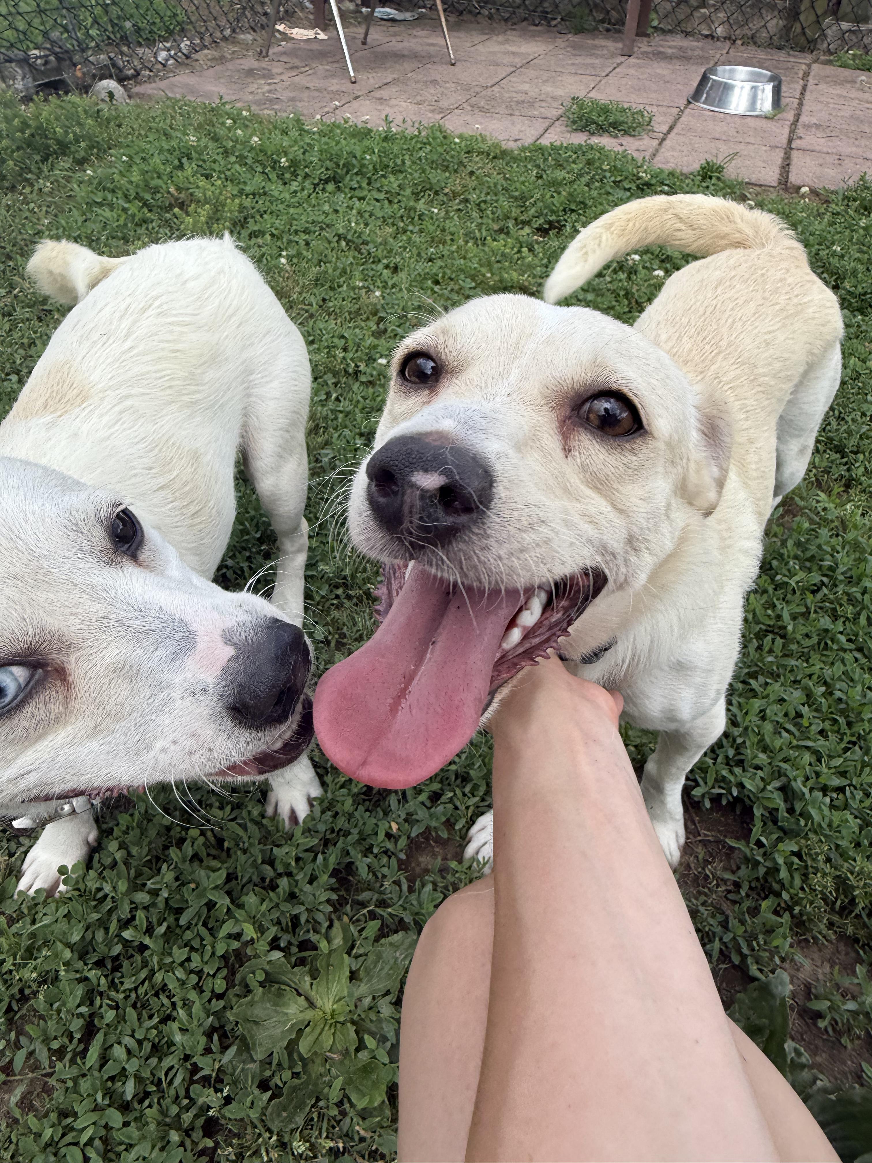 Cher, ADOPTABLE, Young Female Cardigan Welsh Corgi.