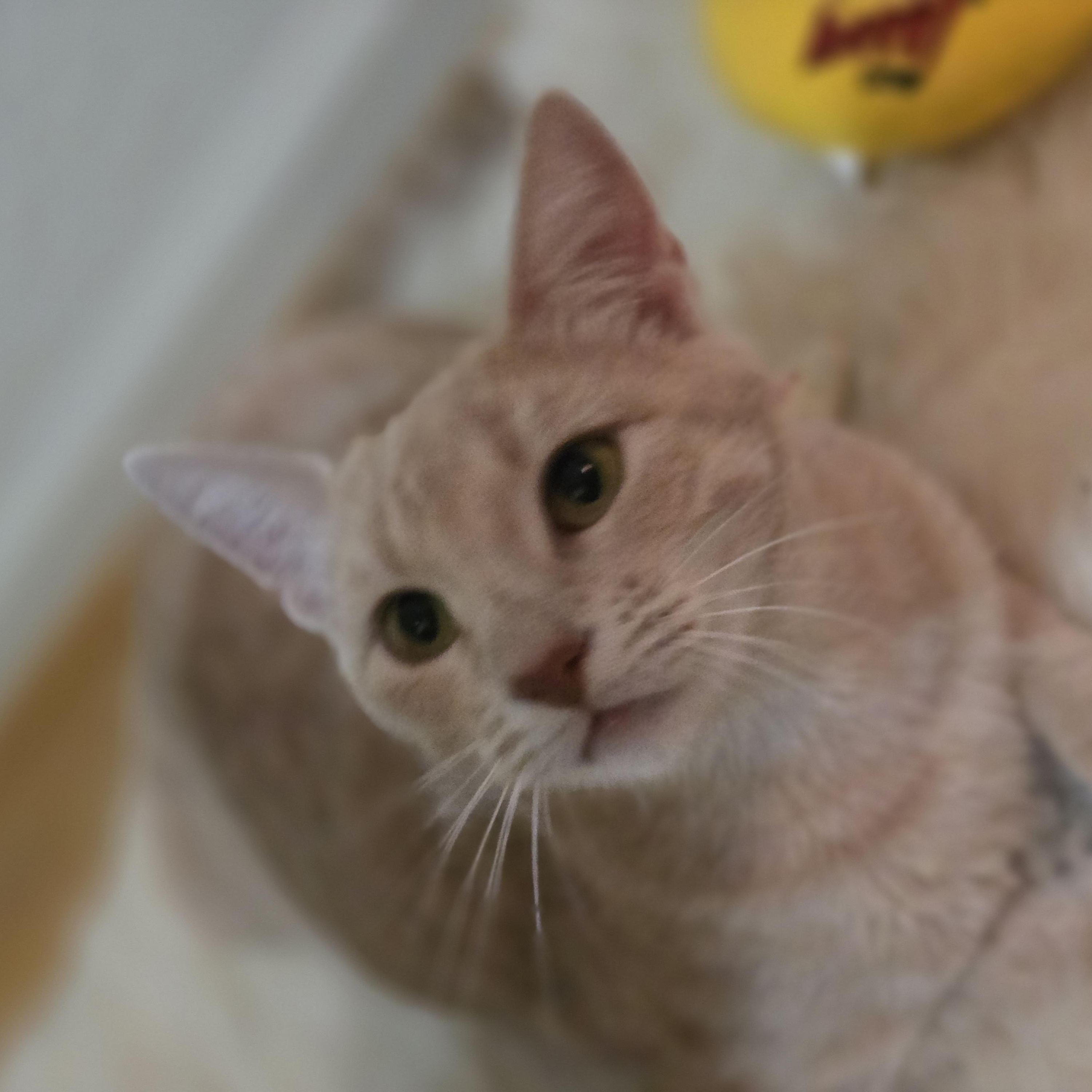 Mama Josie & Jace, a Adoptable Tabby in Redwood City, CA image 2/6