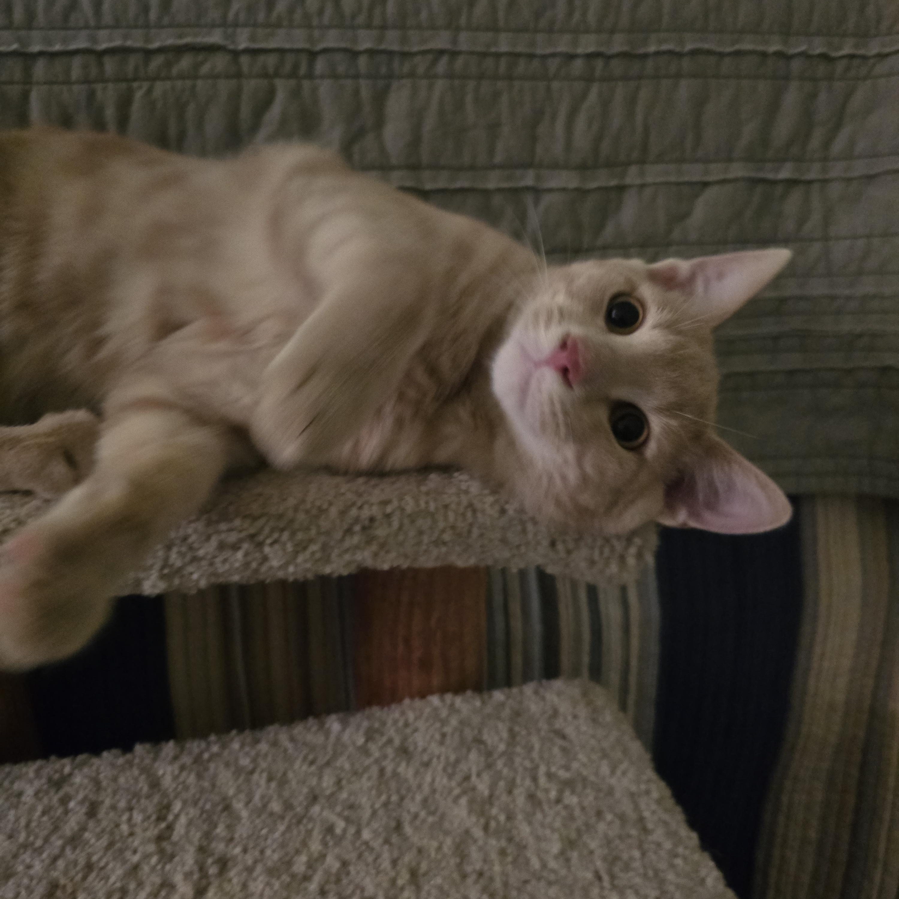 Mama Josie & Jace, a Adoptable Tabby in Redwood City, CA image 3/6