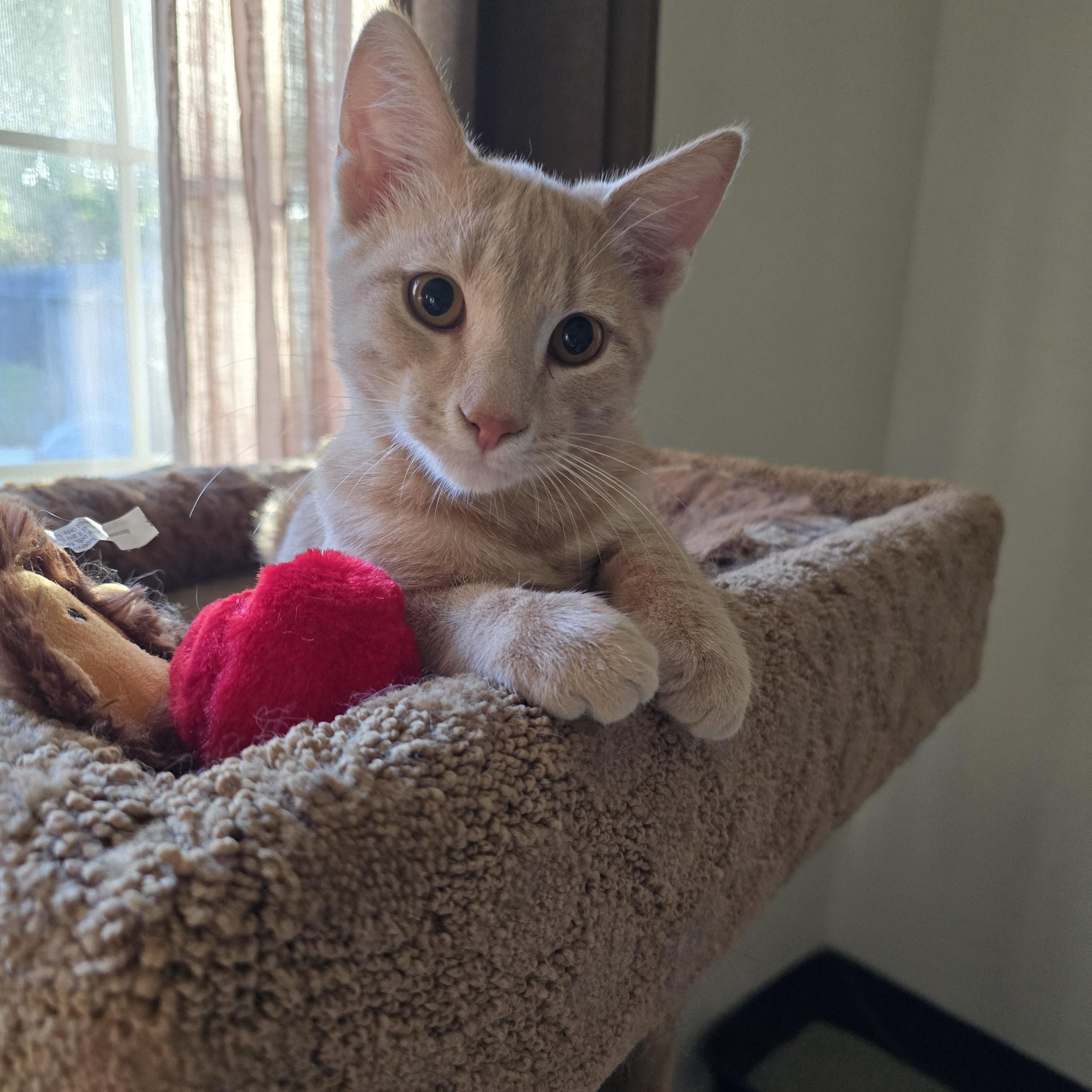 Mama Josie & Jace, a Adoptable Tabby in Redwood City, CA image 4/6