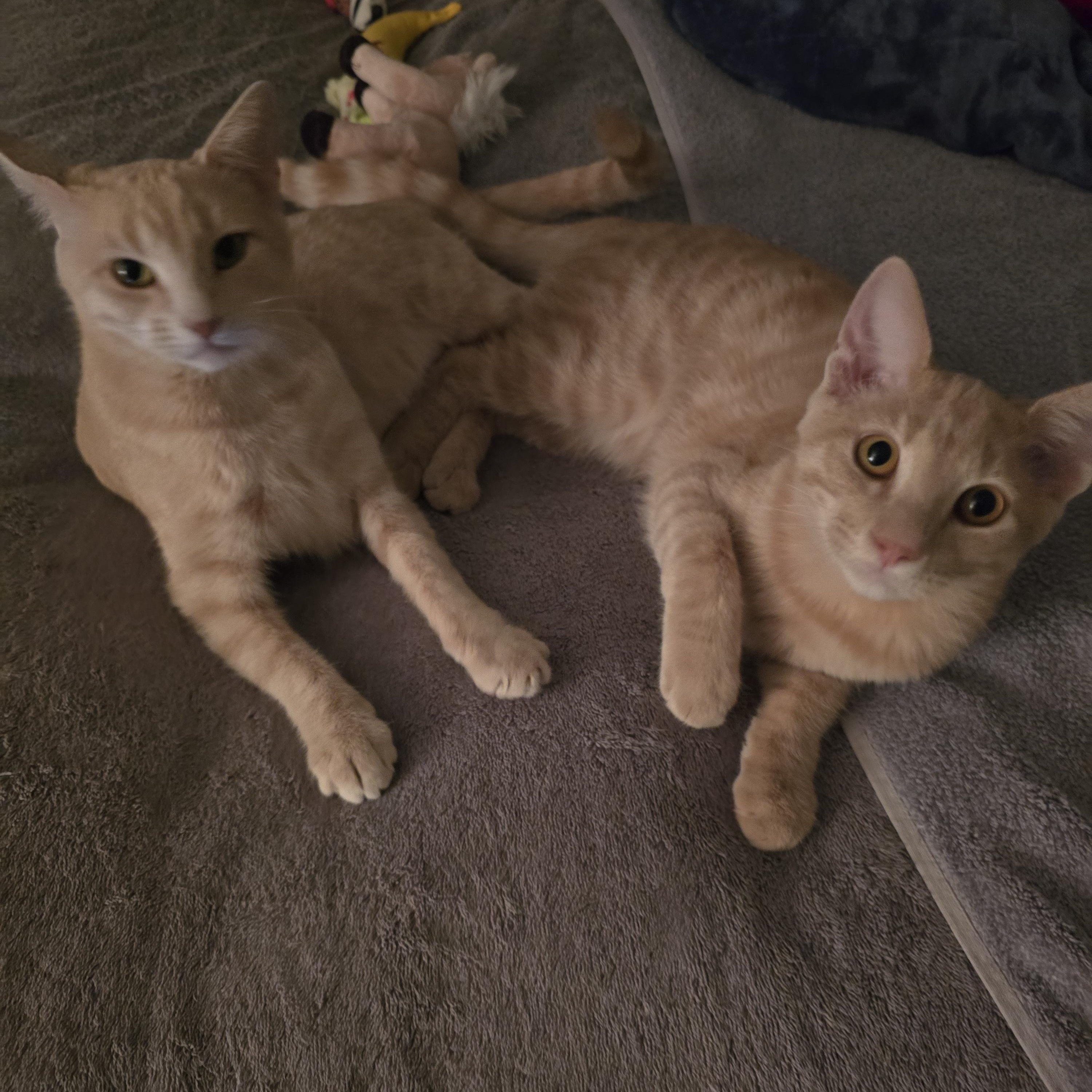 Mama Josie & Jace, a Adoptable Tabby in Redwood City, CA image 5/6