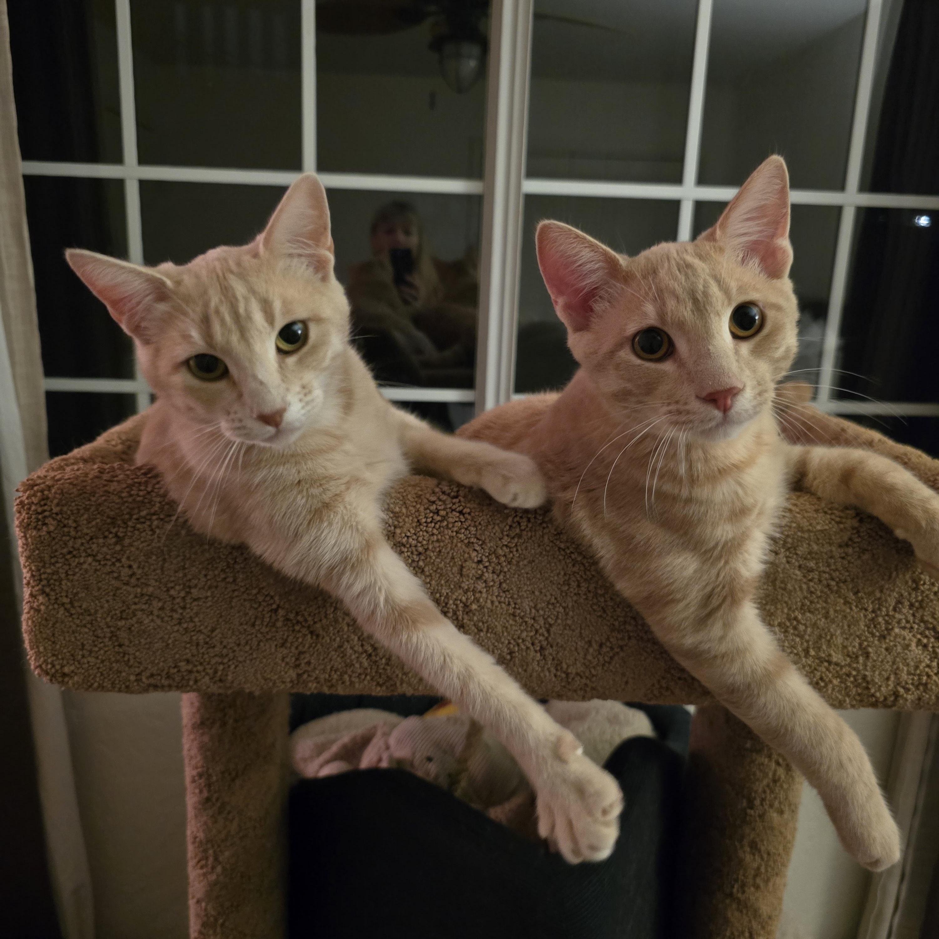 Mama Josie & Jace, Adoptable, Young Male Tabby.