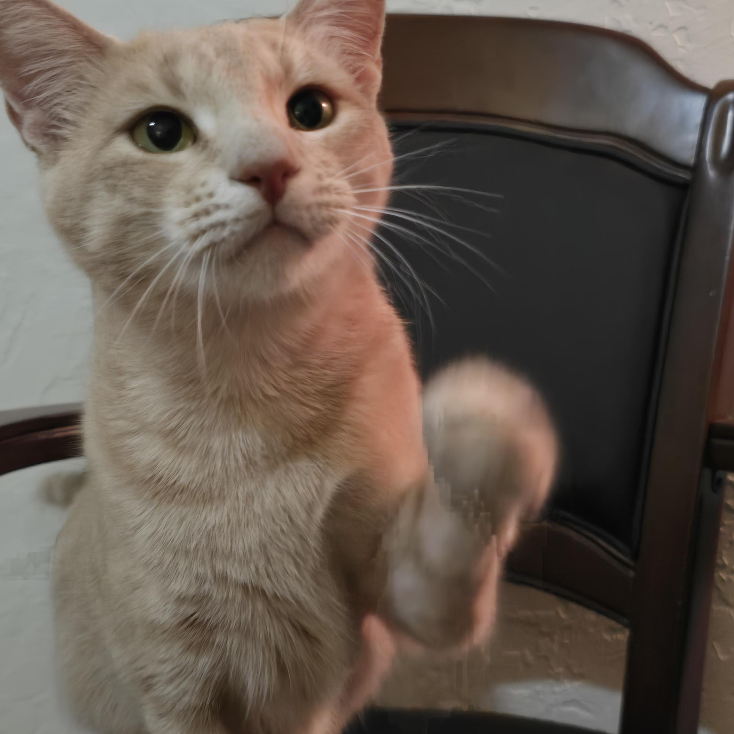 Mama Josie & Jace, a Adoptable Tabby in Redwood City, CA image 6/6