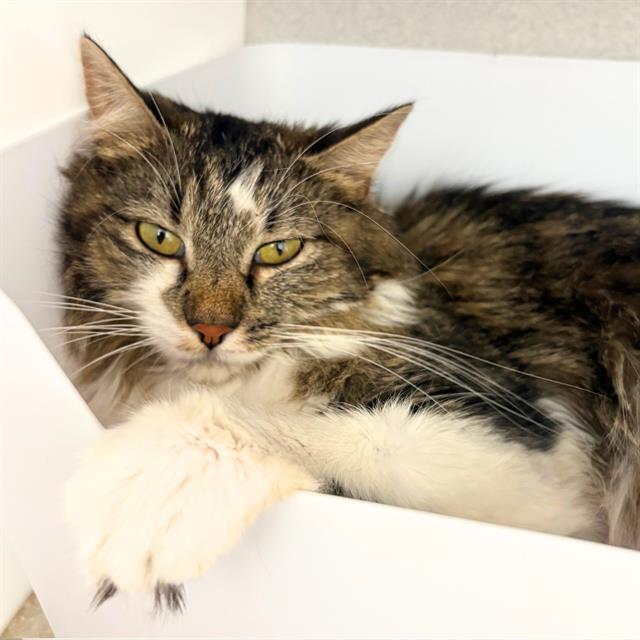 MIA, Adoptable, Young Female Domestic Long Hair.