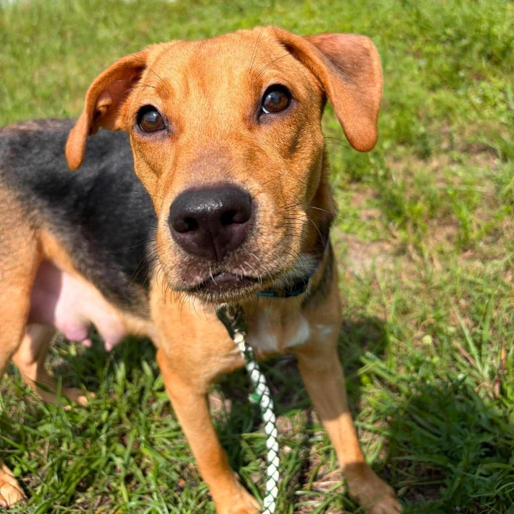 Enlarge Nora (Willow), a Adoptable Hound in Seminole, FL image 1/6