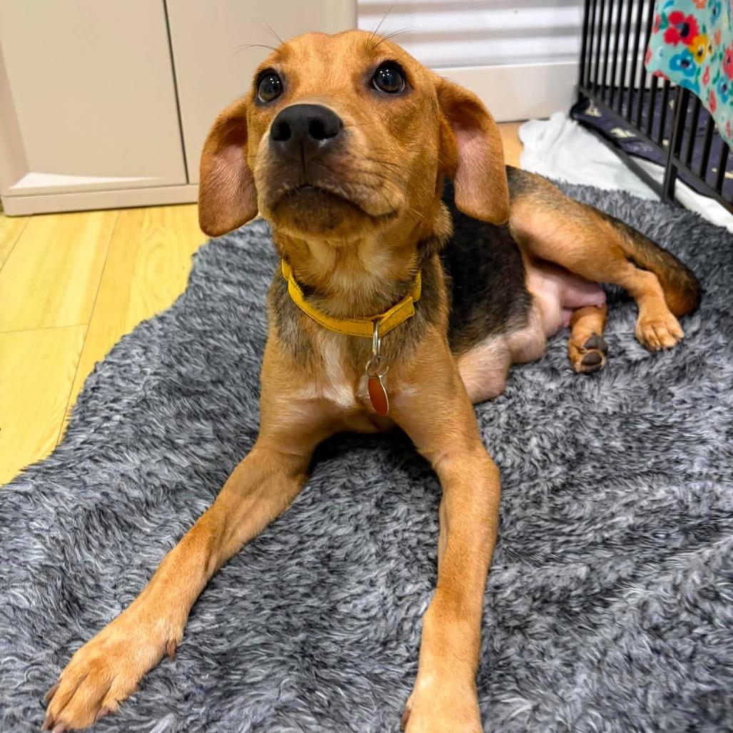Enlarge Nora (Willow), a Adoptable Hound in Seminole, FL image 2/6