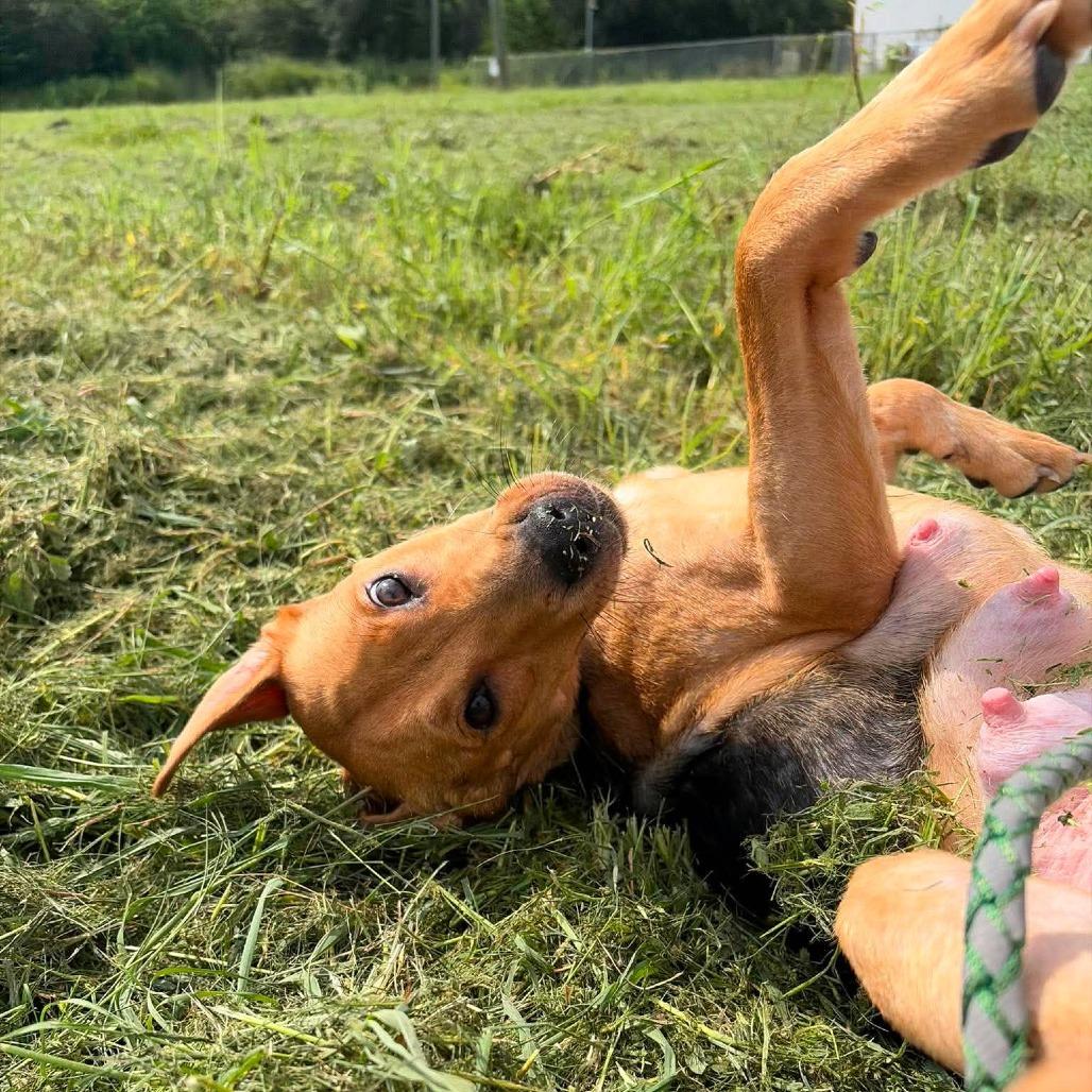 Enlarge Nora (Willow), a Adoptable Hound in Seminole, FL image 3/6