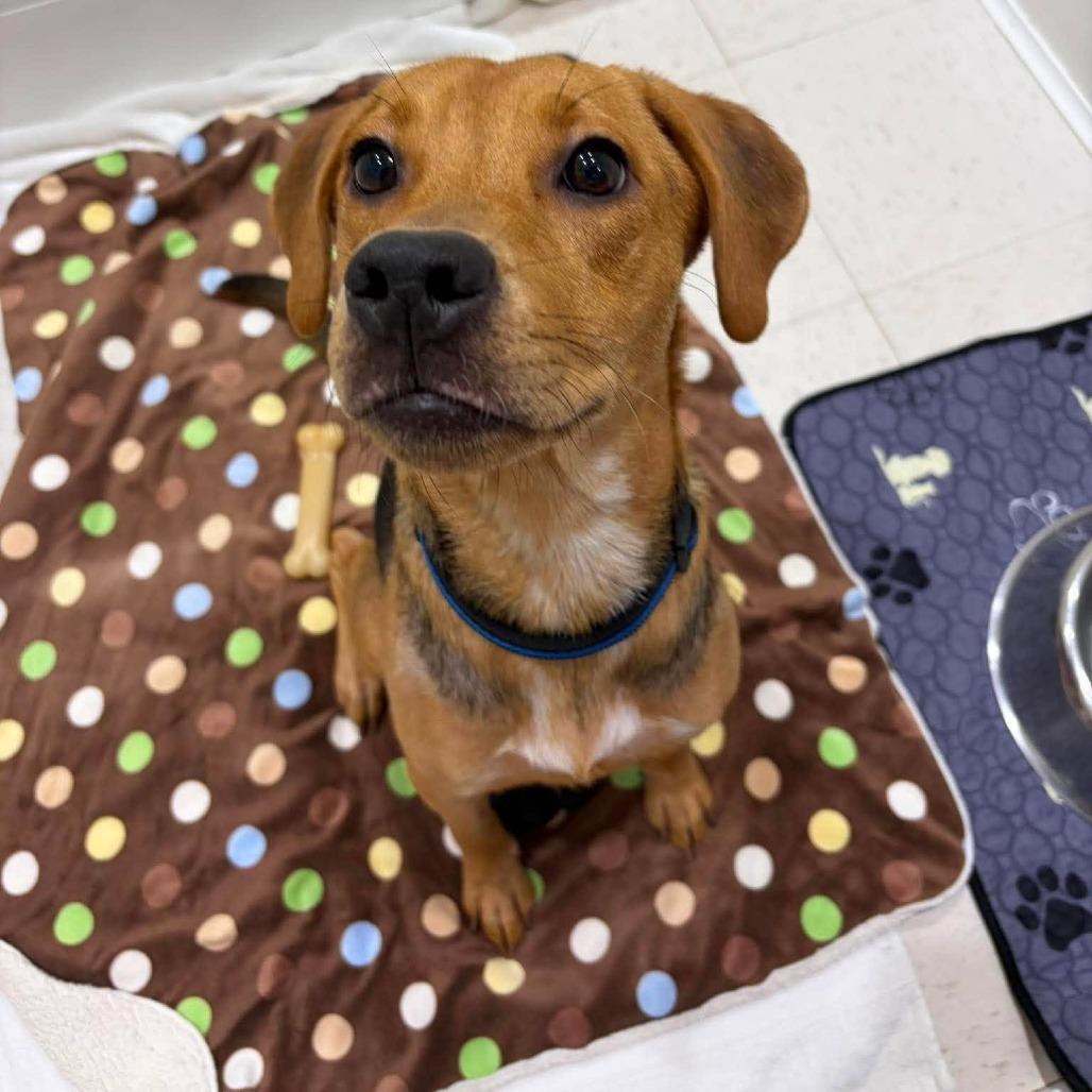 Enlarge Nora (Willow), a Adoptable Hound in Seminole, FL image 4/6