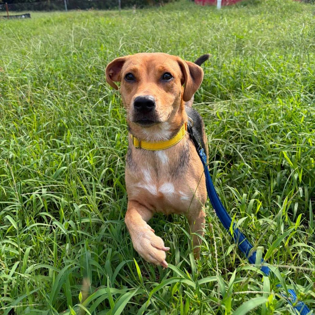 Enlarge Nora (Willow), a Adoptable Hound in Seminole, FL image 5/6