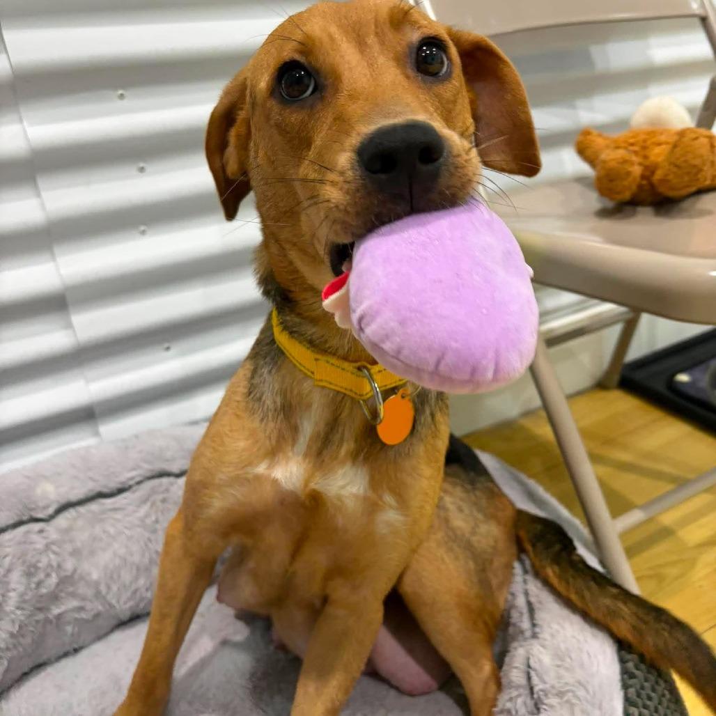 Enlarge Nora (Willow), a Adoptable Hound in Seminole, FL image 6/6