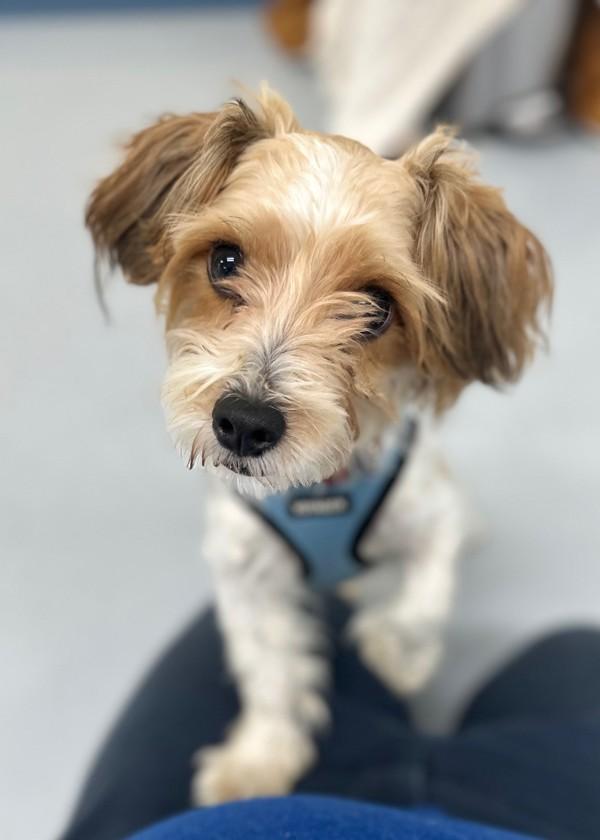 Sunday, Adoptable, Young Male Terrier.