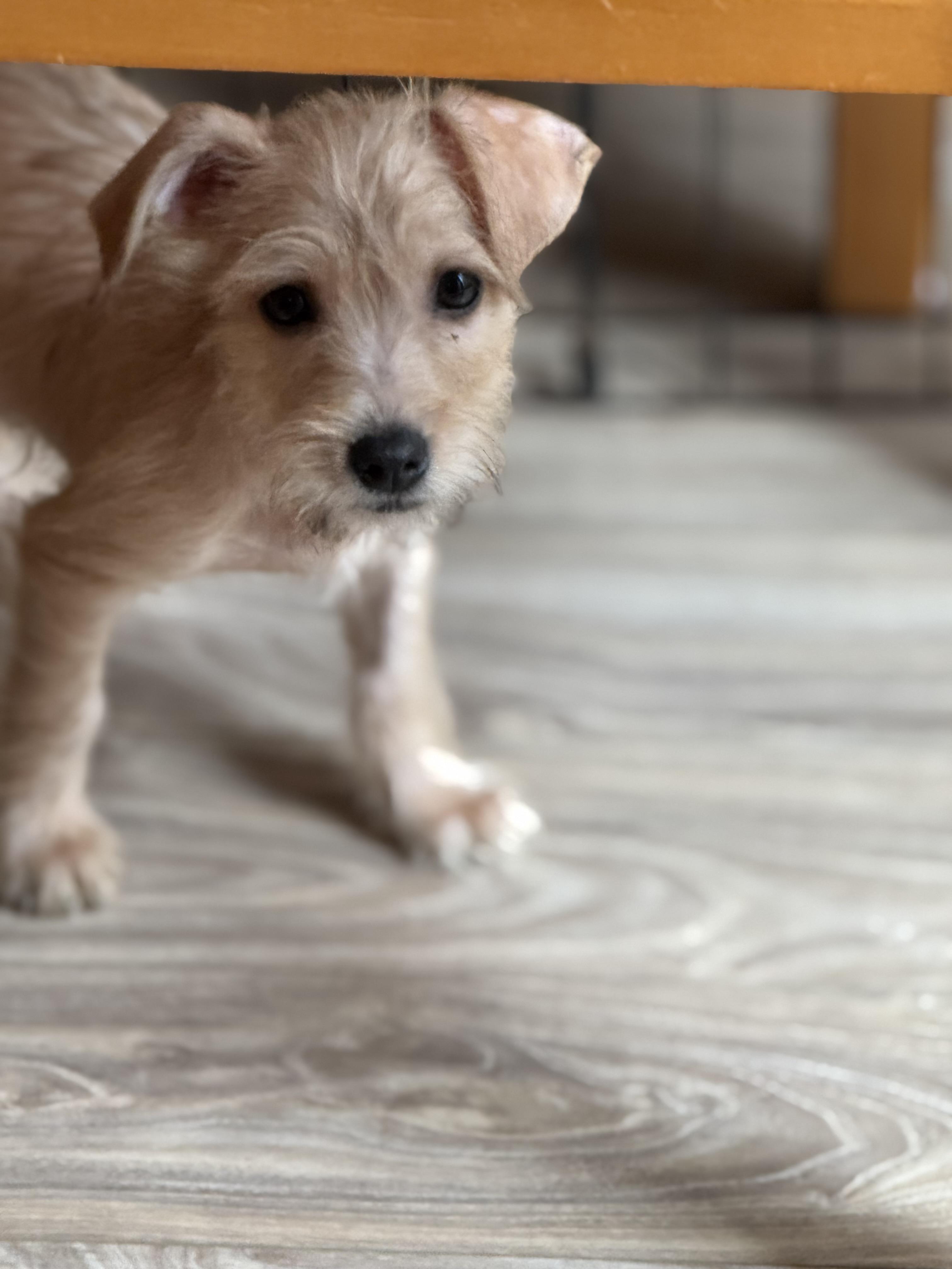 Enlarge Kevin, a ADOPTABLE mixed breed in Lacey, WA image 2/5