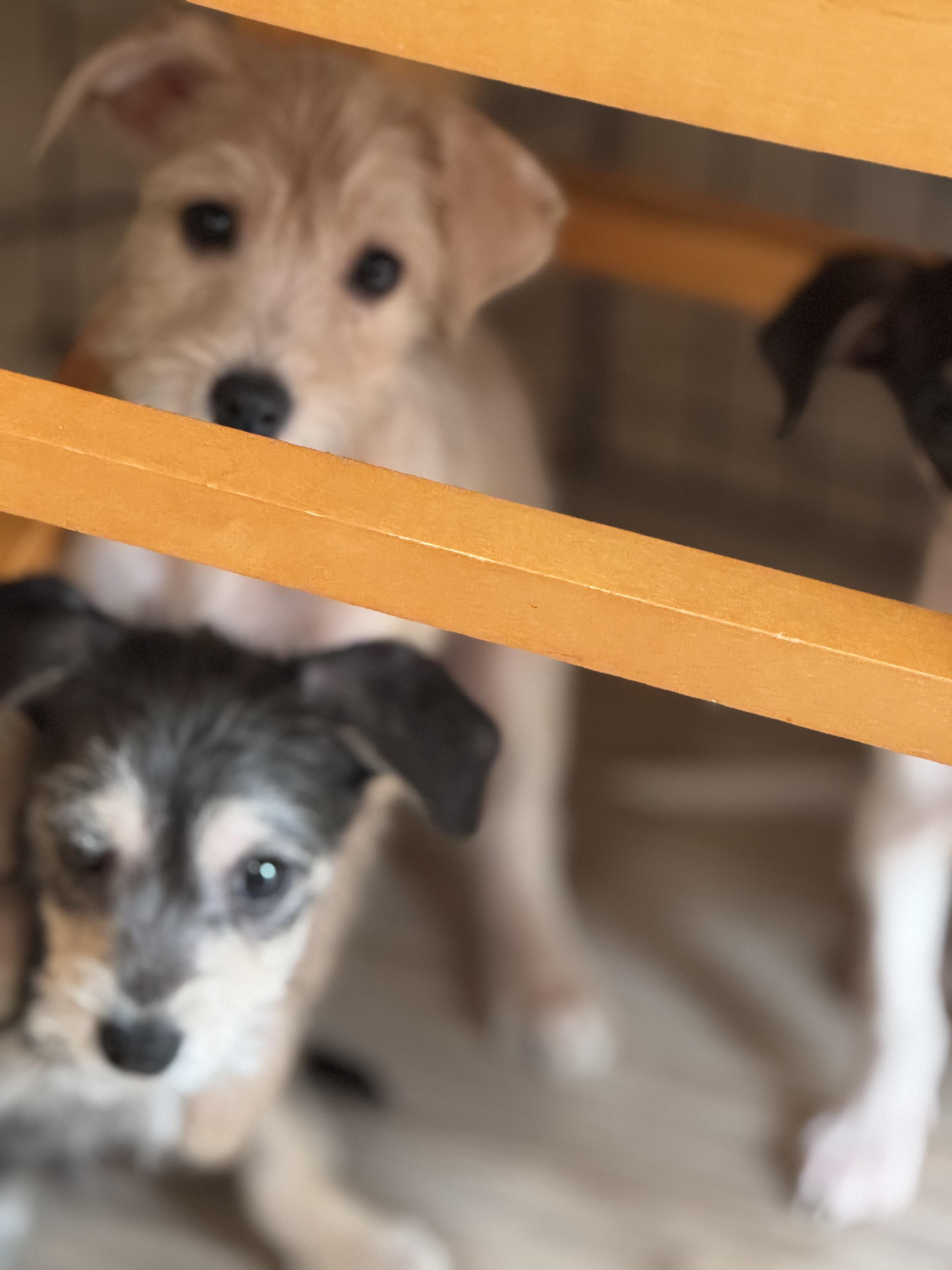 Enlarge Kevin, a ADOPTABLE mixed breed in Lacey, WA image 4/5