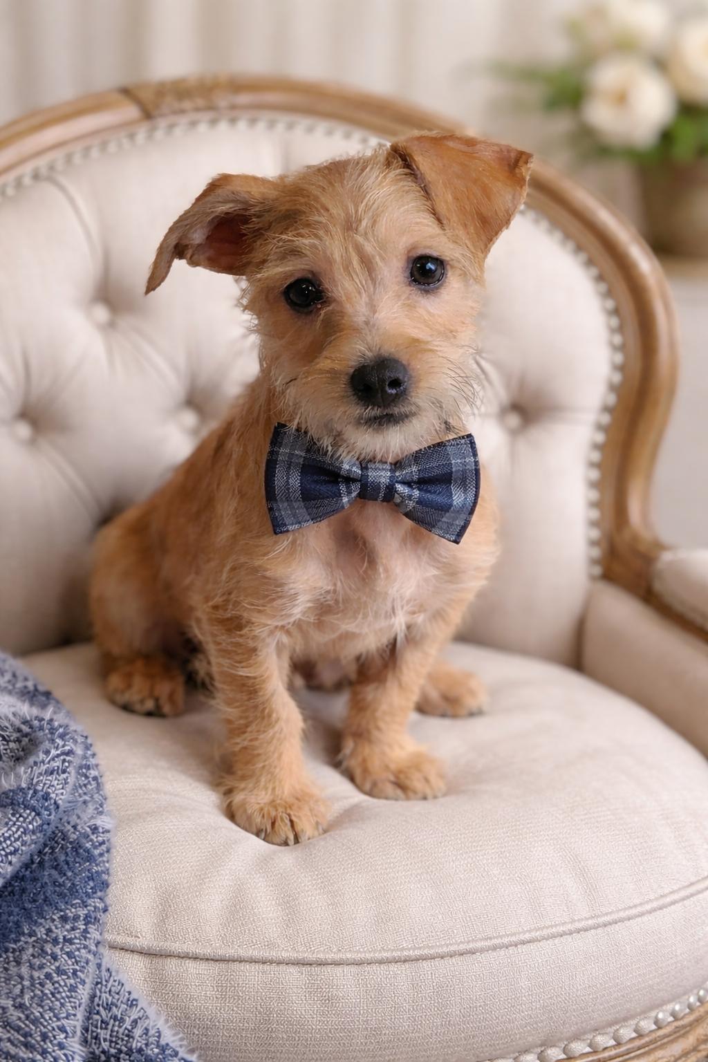 Enlarge Kevin, a ADOPTABLE mixed breed in Lacey, WA image 5/5