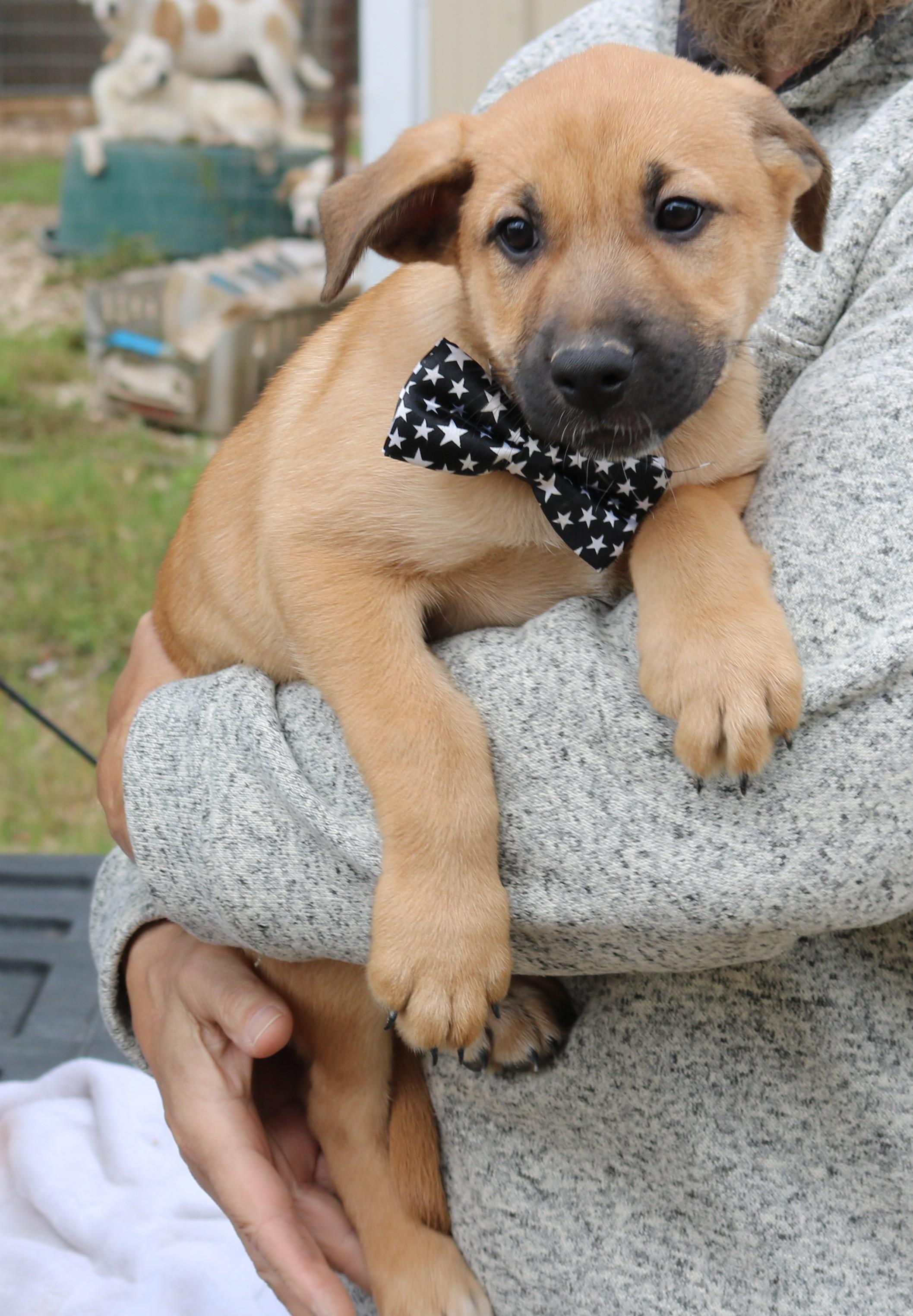 Enlarge Jasper, an adopted Labrador Retriever in Bandera, TX image 3/4